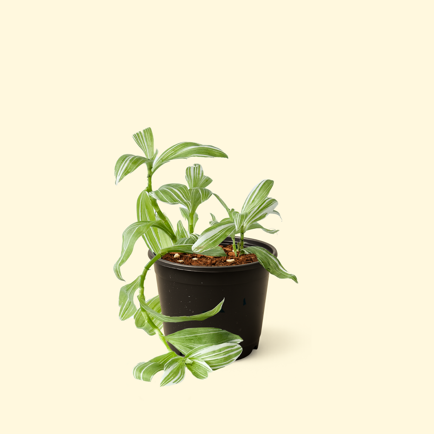 Tradescantia Albiflora Variegata