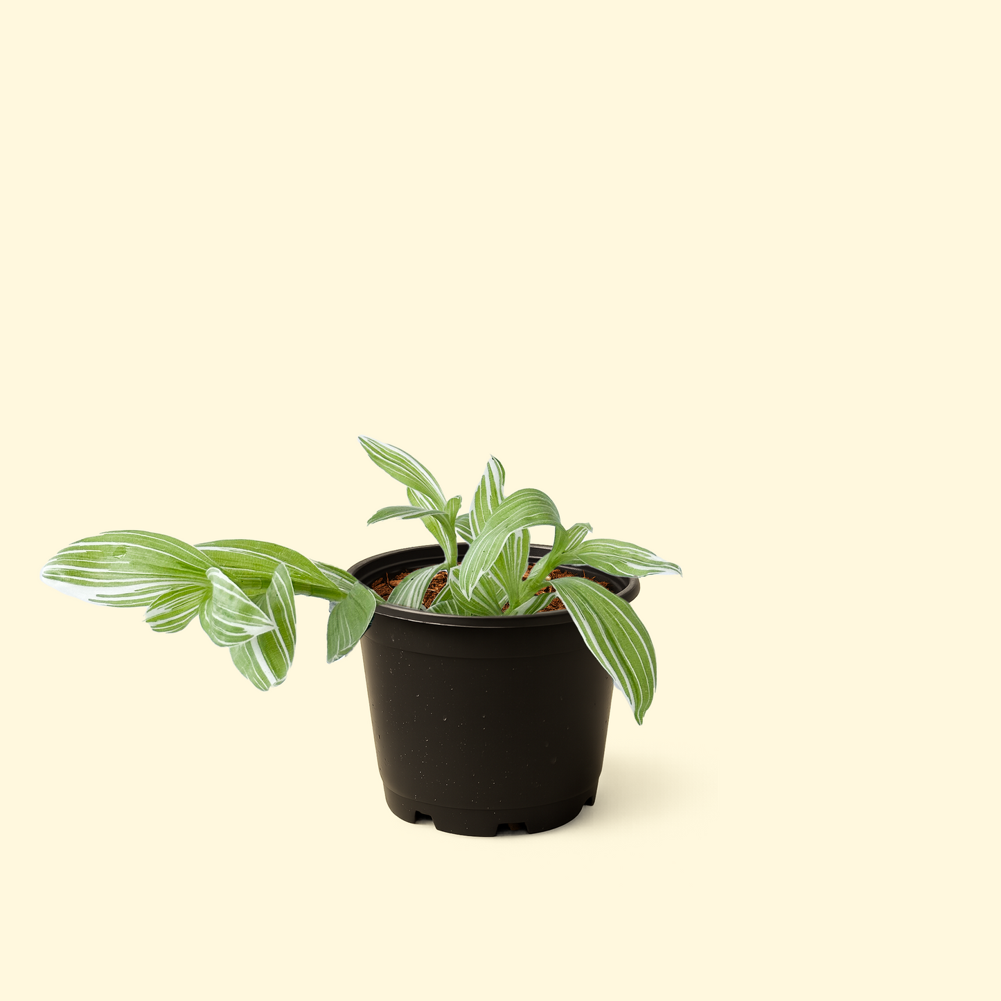 Tradescantia Albiflora Variegata