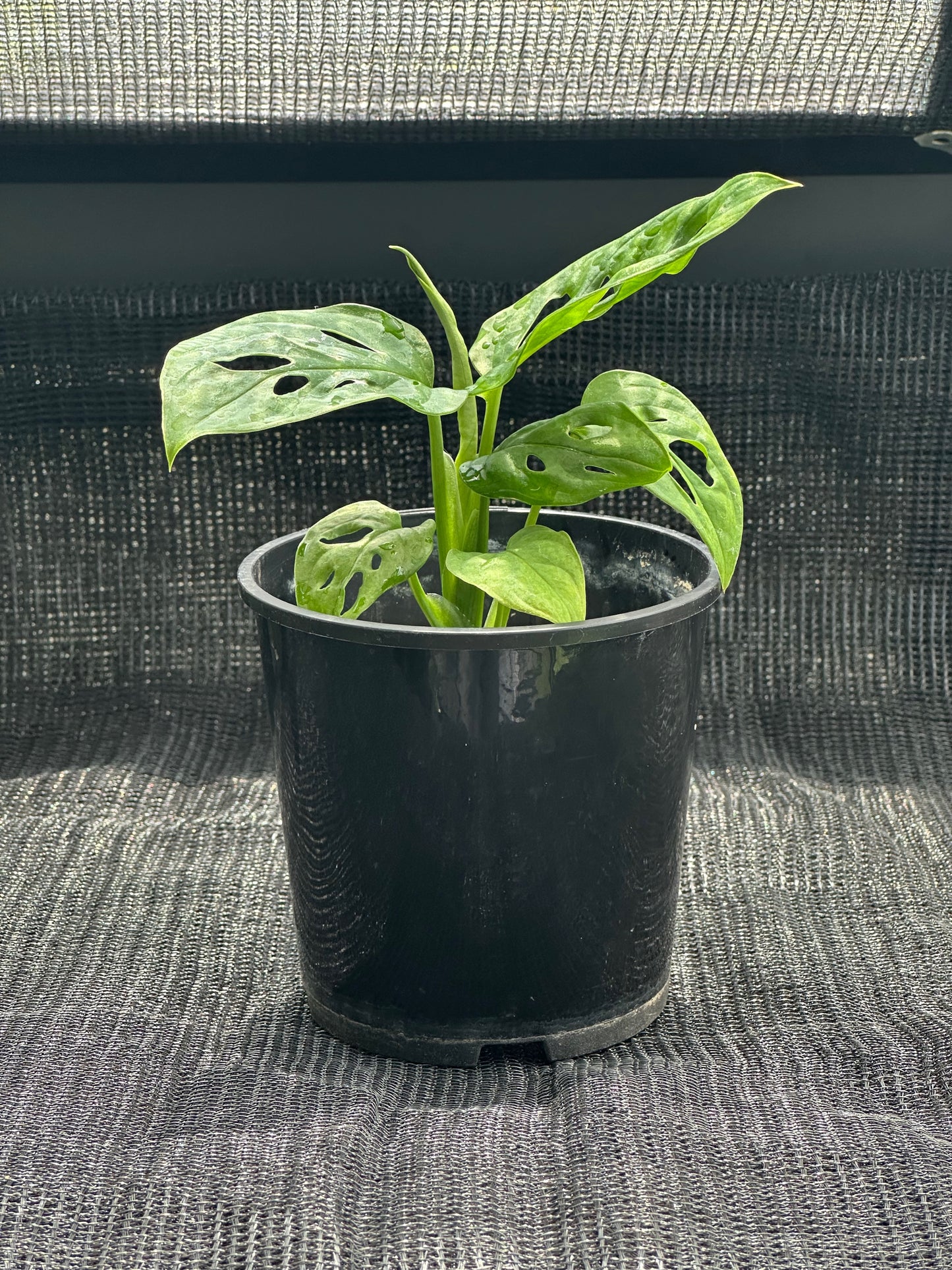 Monstera Adansonii 'Monkey Mask'