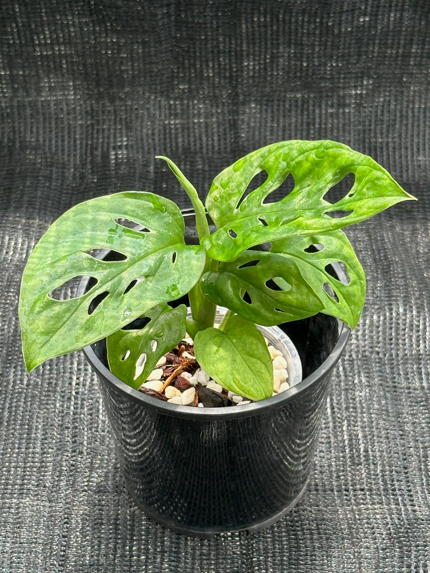 Monstera Adansonii 'Monkey Mask'