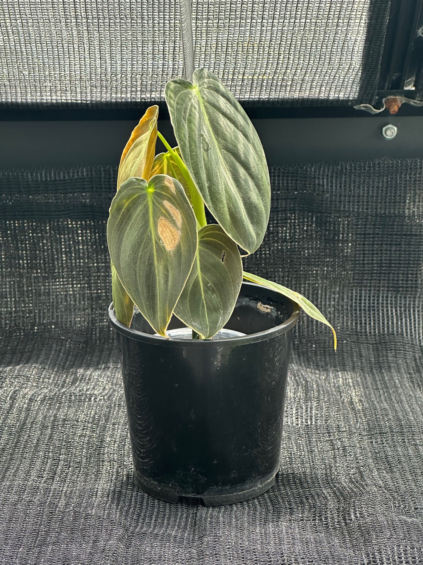 Philodendron Melanochrysum