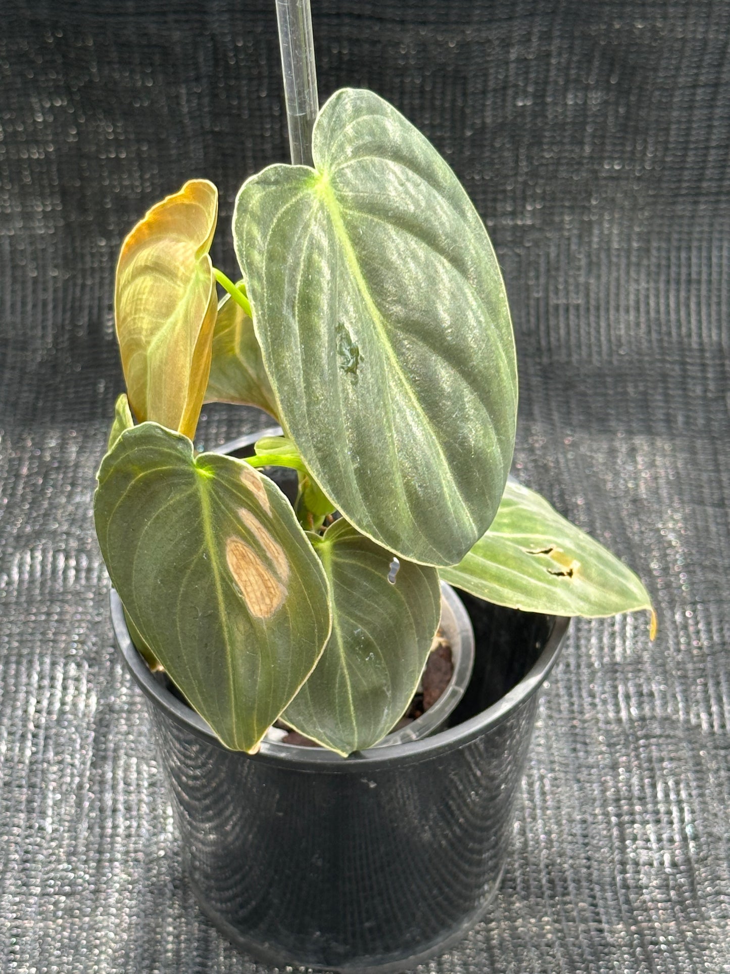 Philodendron Melanochrysum