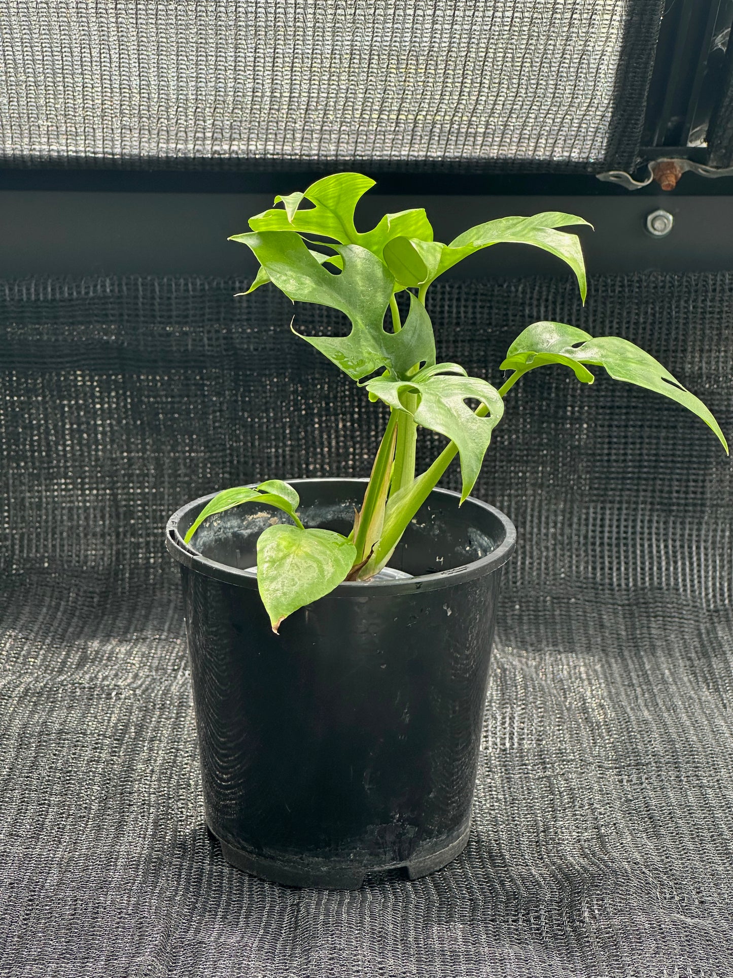 Monstera Minima