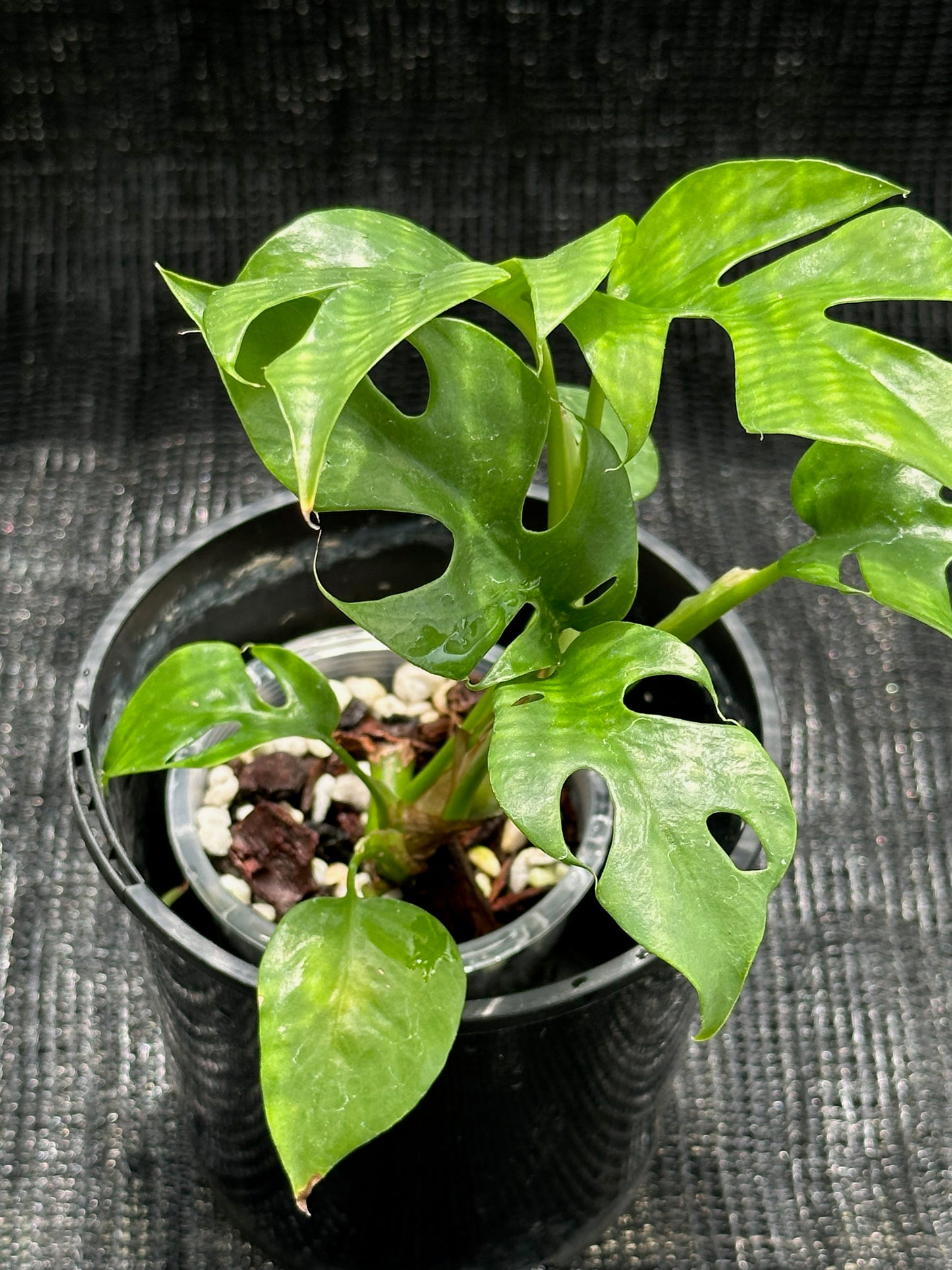 Monstera Minima