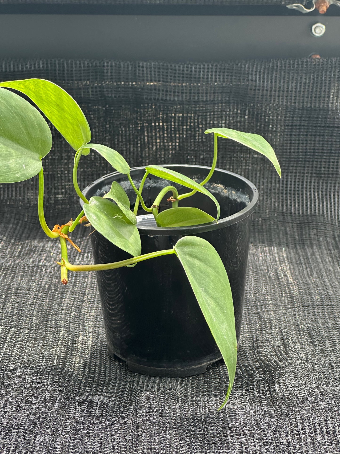 Philodendron Heartleaf