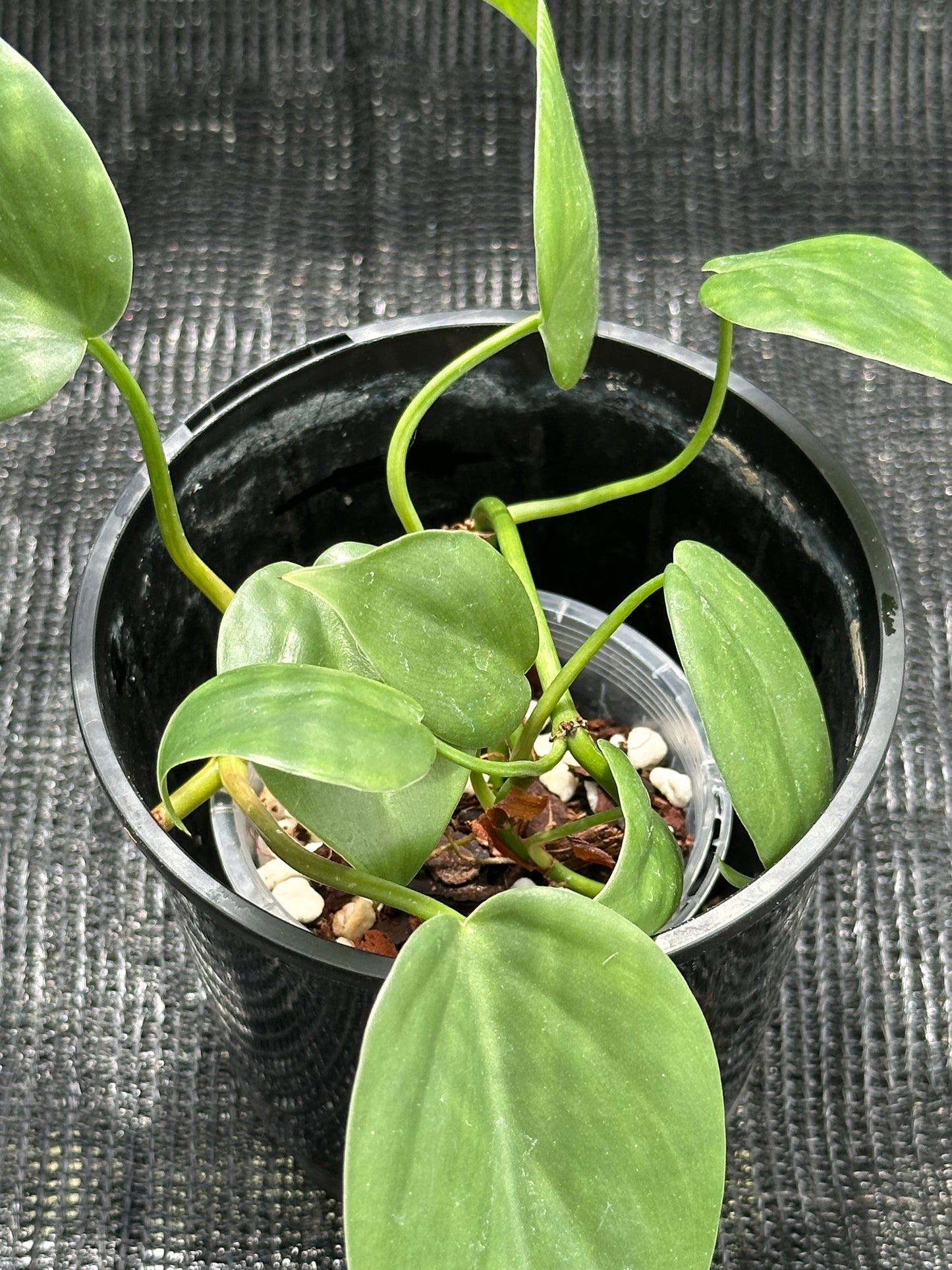 Philodendron Heartleaf