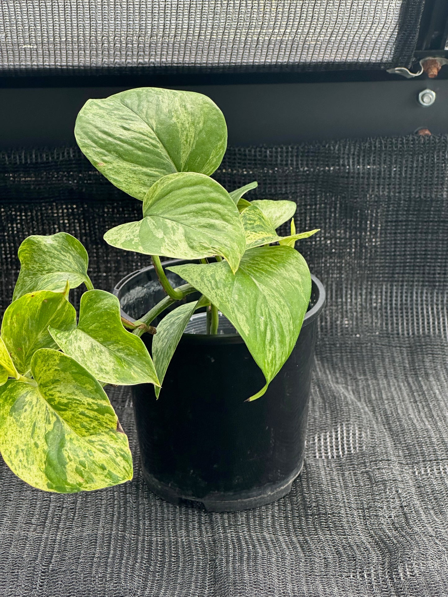 Epipremnum Aureum - 'Marble Queen Pothos'