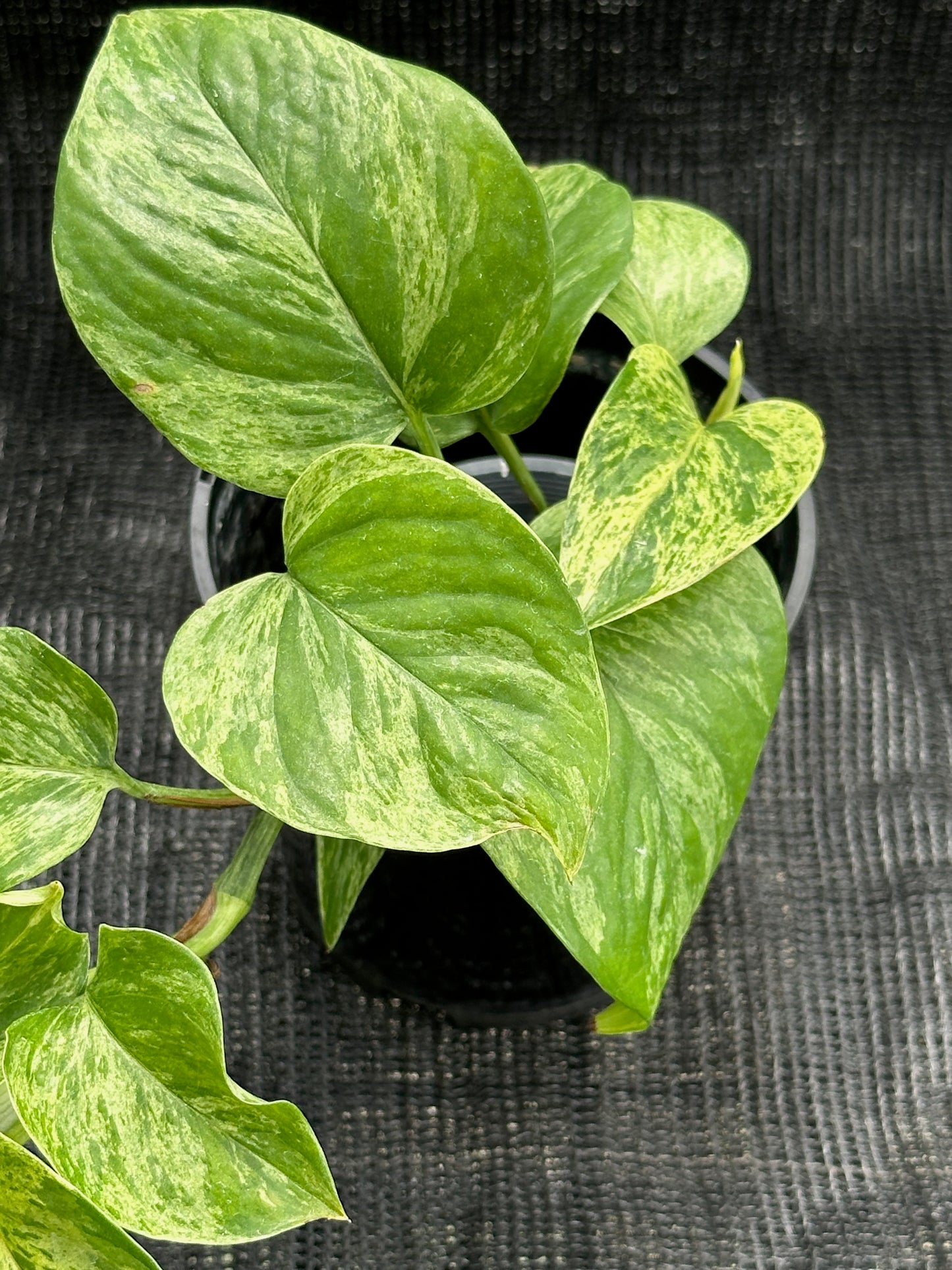 Epipremnum Aureum - 'Marble Queen Pothos'