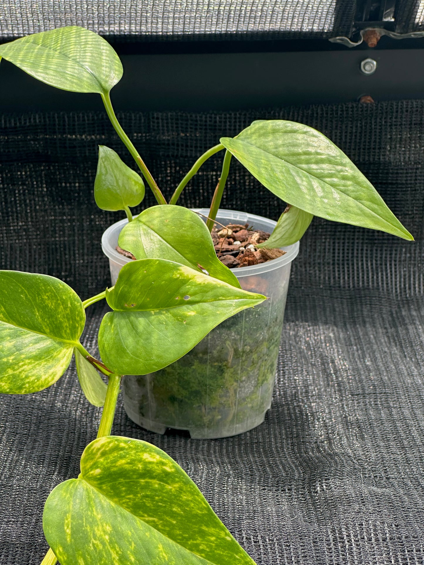 Epipremnum Aureum - 'Golden Pothos'