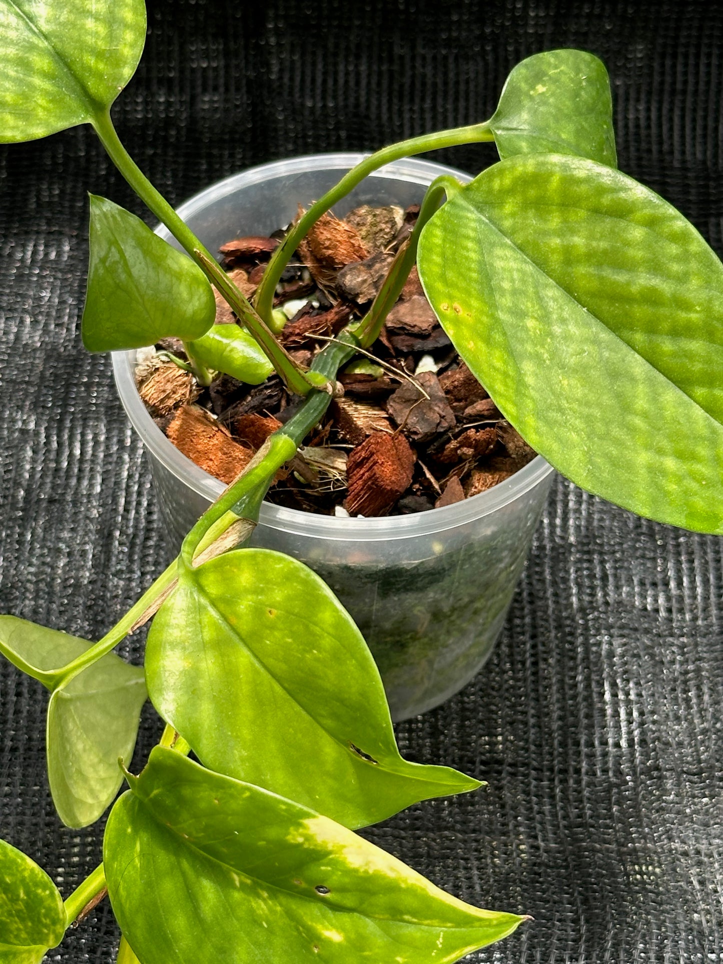 Epipremnum Aureum - 'Golden Pothos'