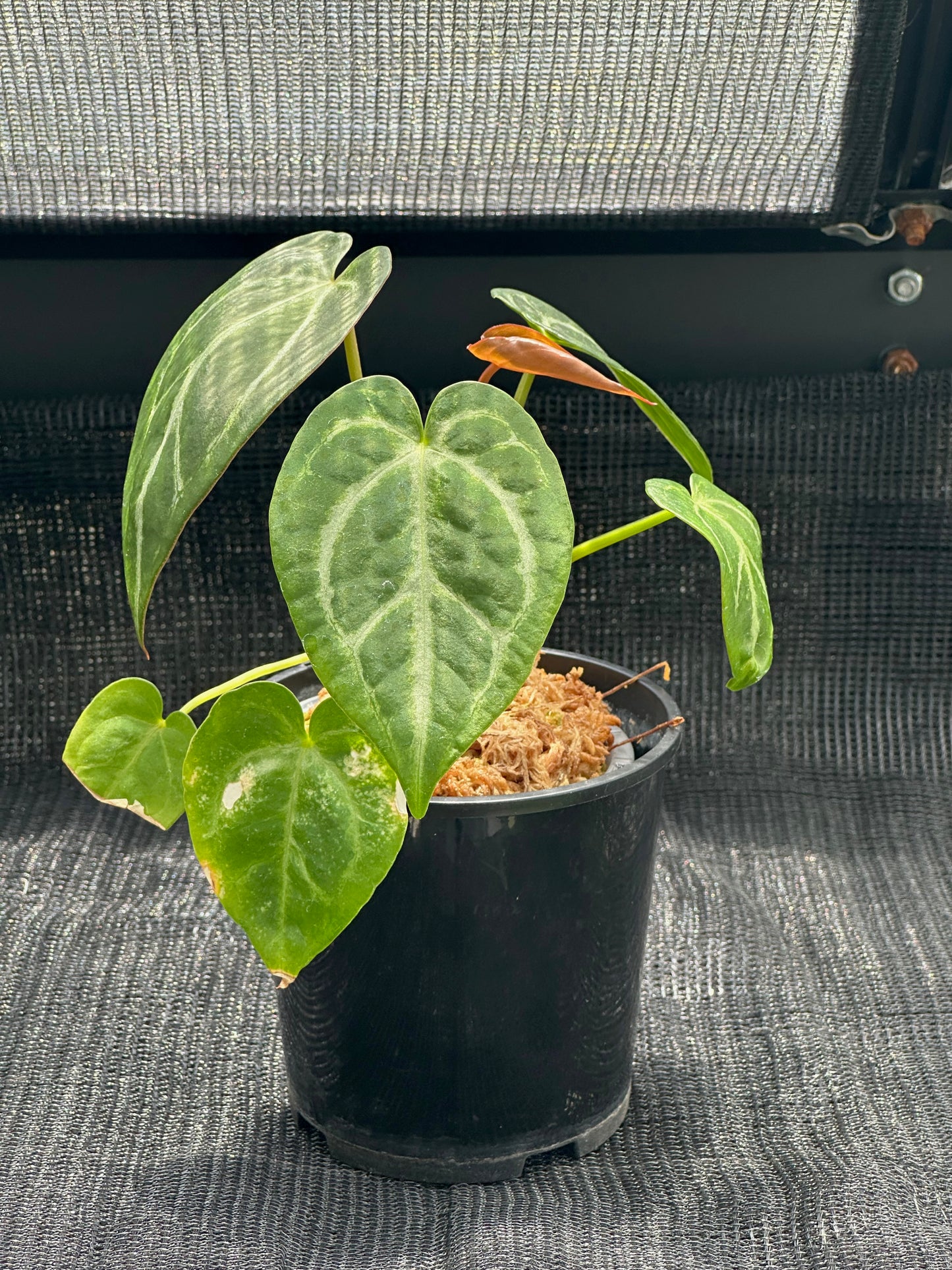 Anthurium Magnificum 'Dark Form'