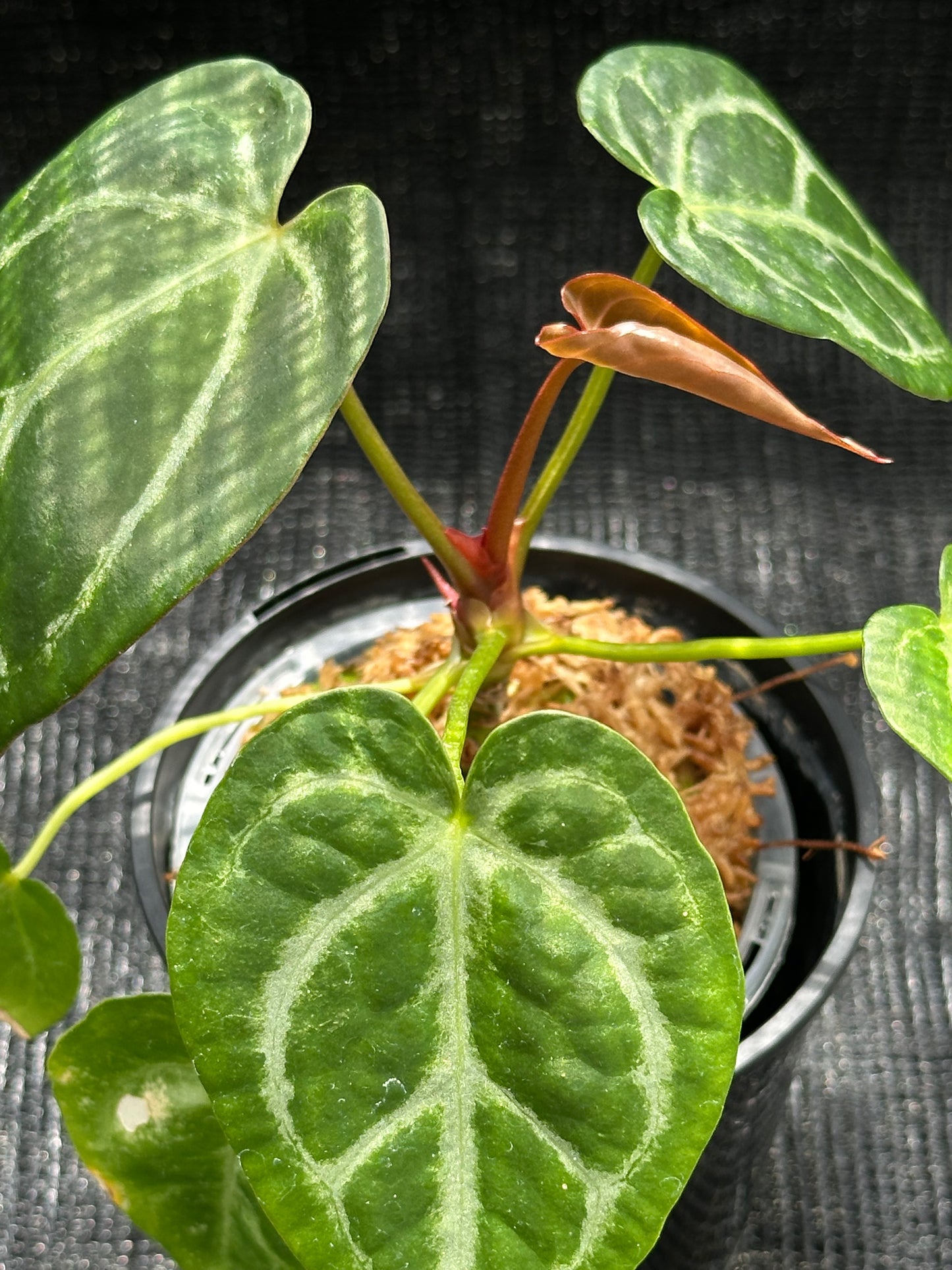 Anthurium Magnificum 'Dark Form'