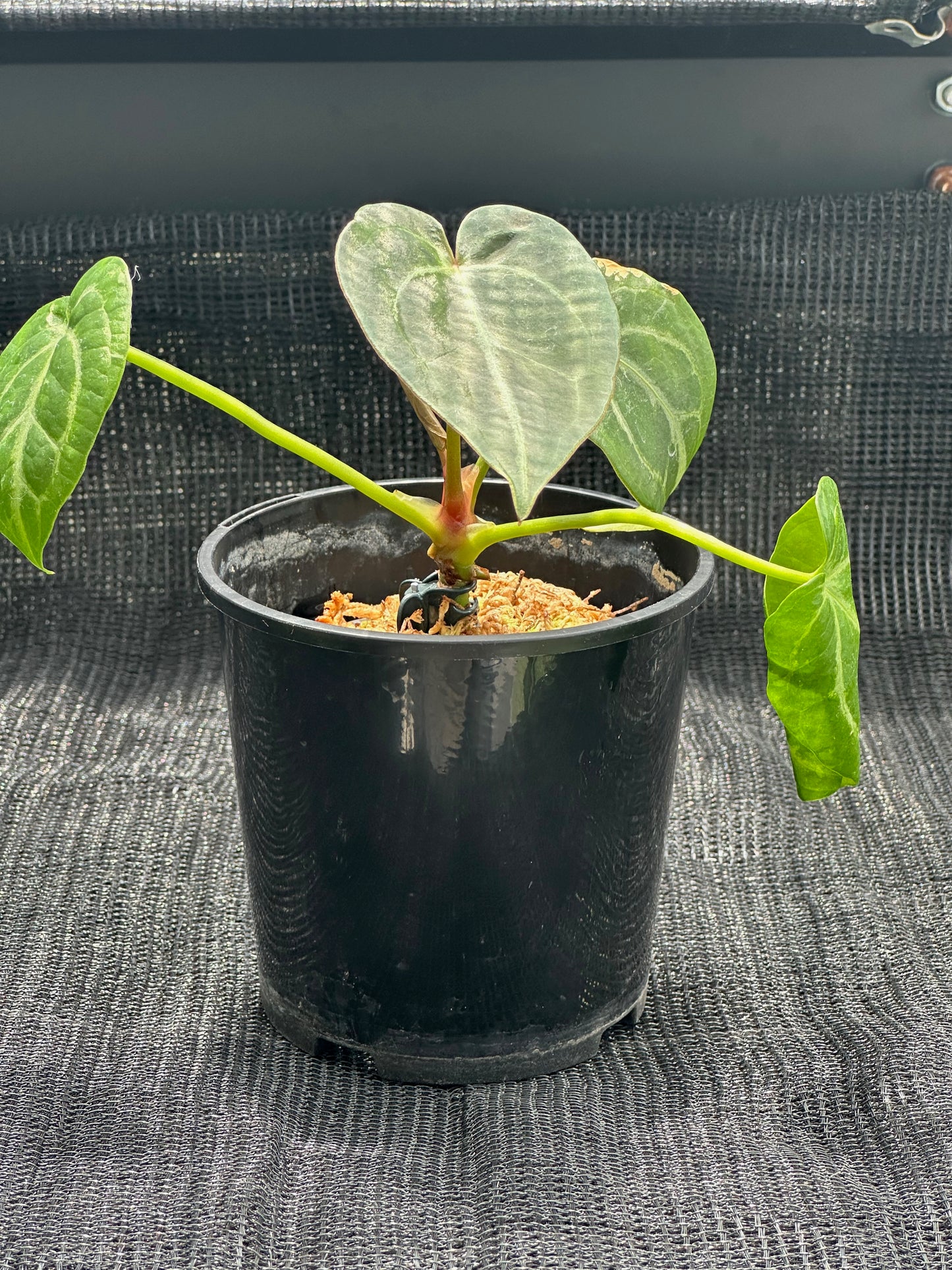 Anthurium Magnificum x Crystallinum