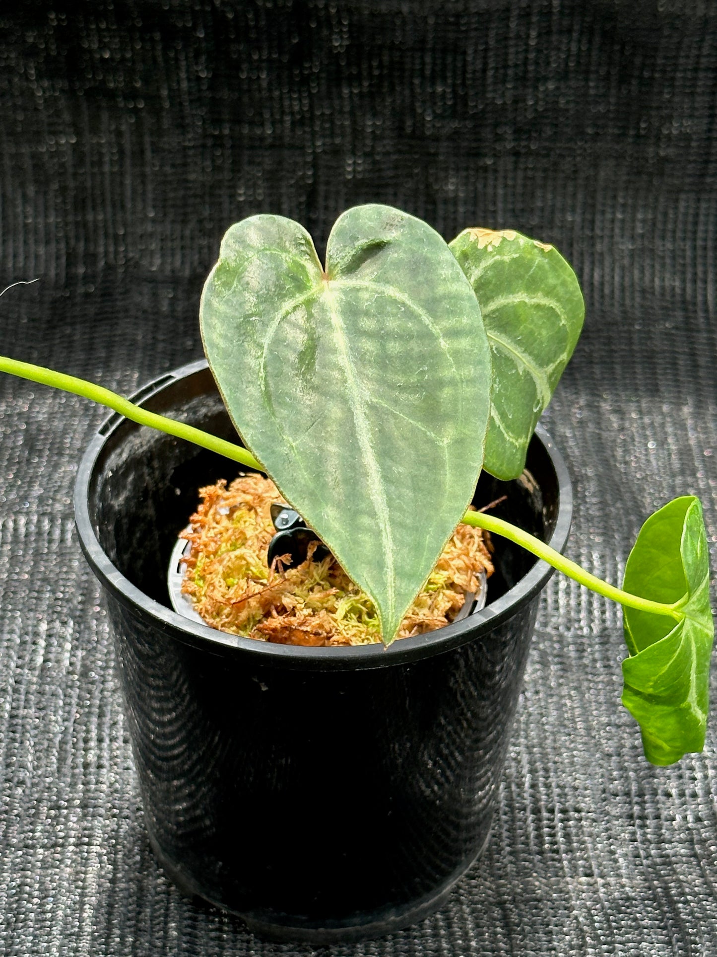 Anthurium Magnificum x Crystallinum