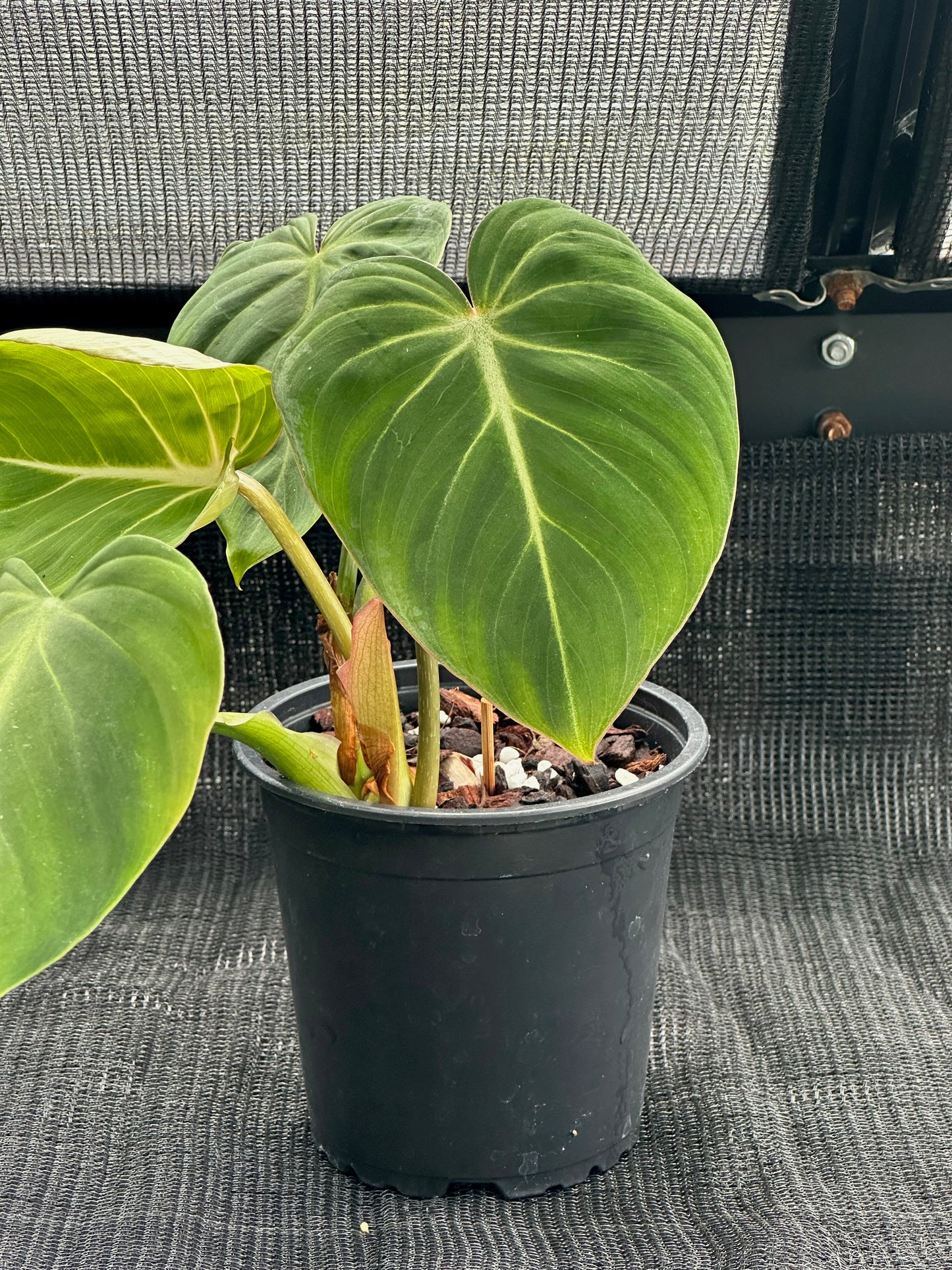 Philodendron Gloriosum