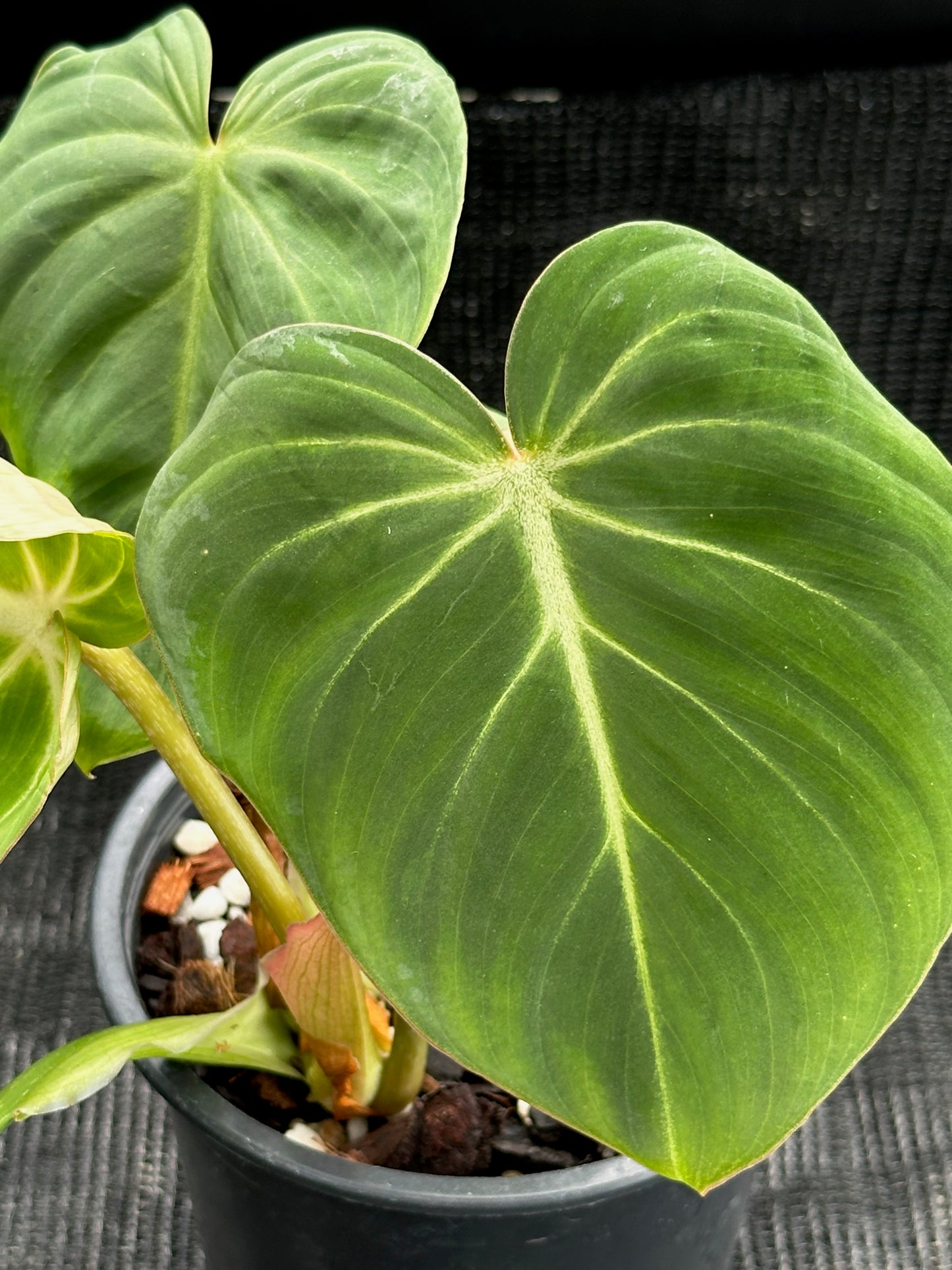Philodendron Gloriosum