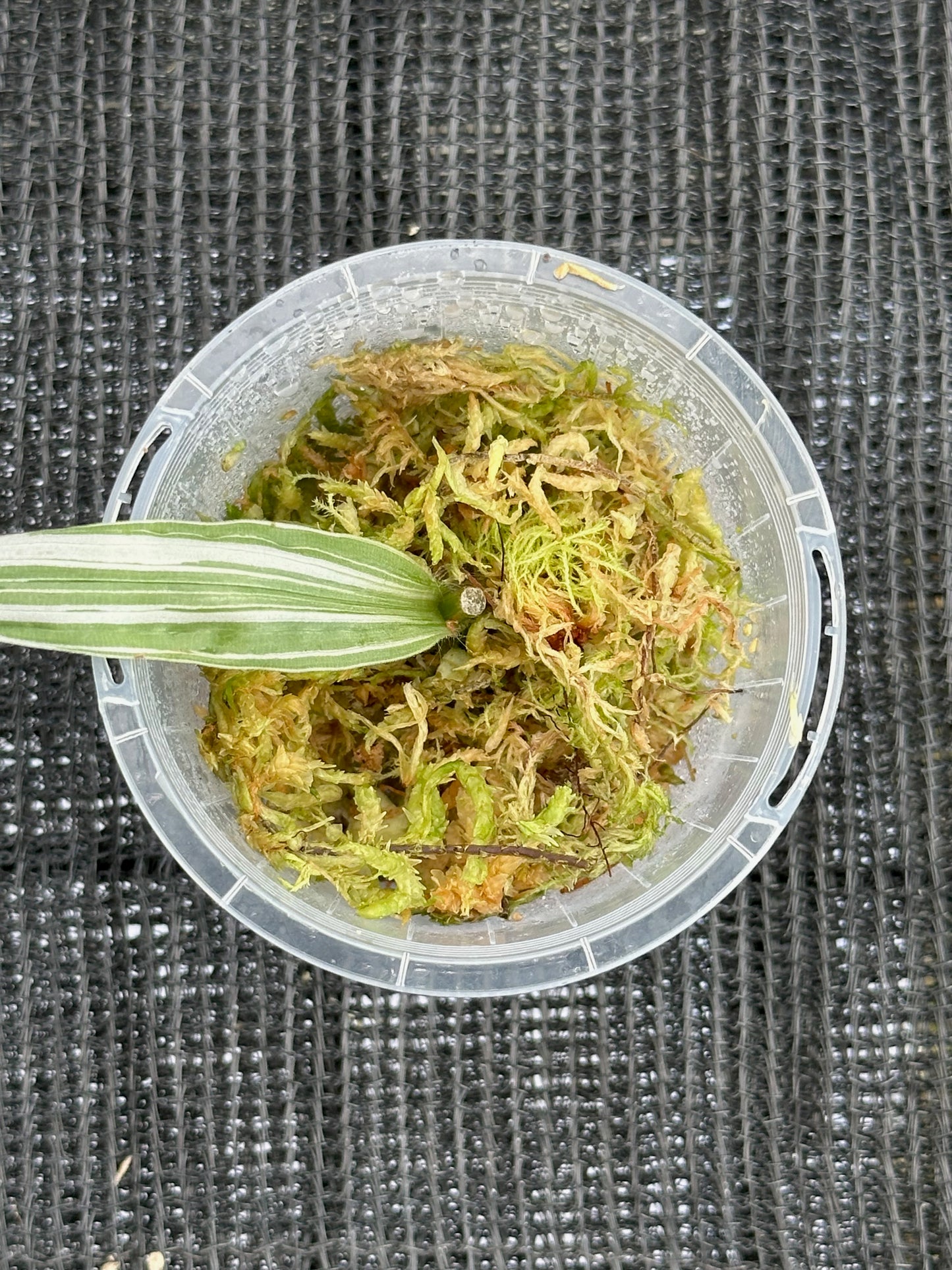 Tradescantia Albiflora Variegata (Cutting)