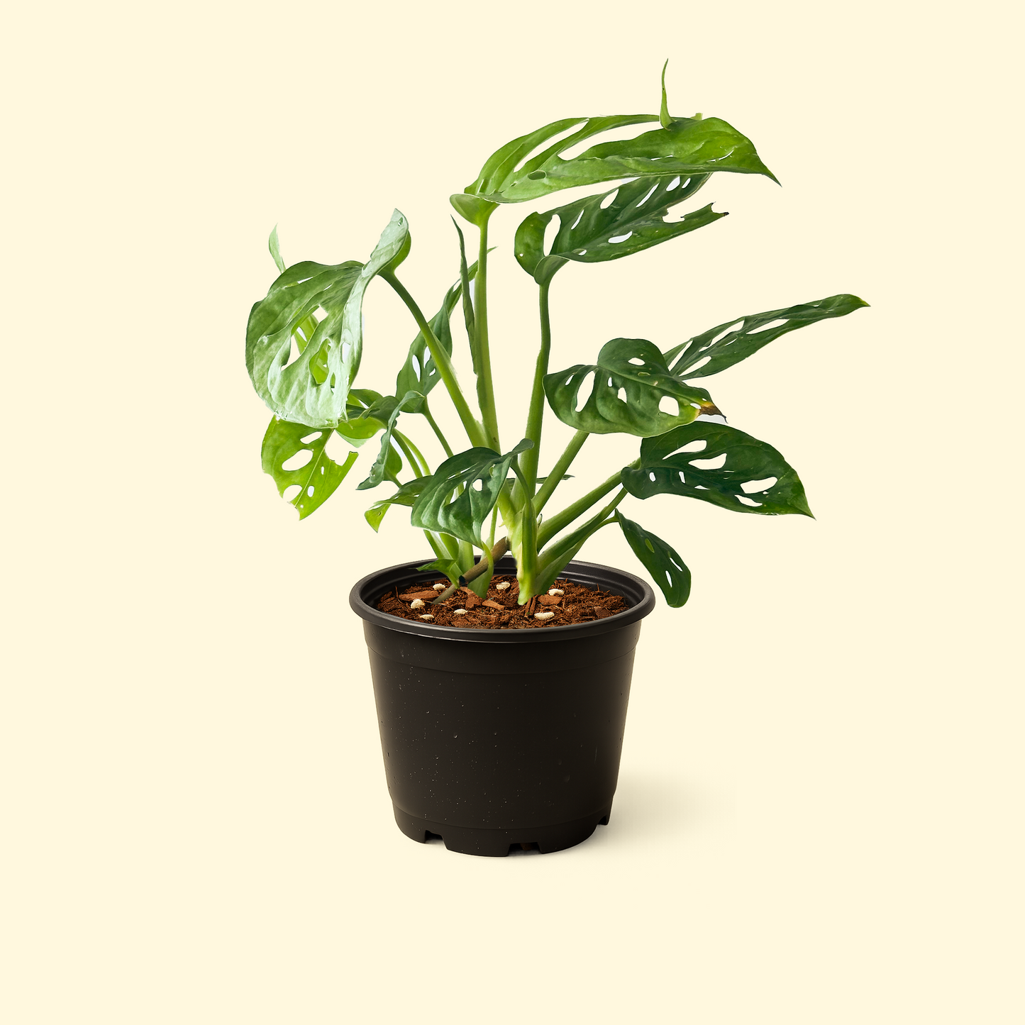 Monstera Adansonii 'Monkey Mask'