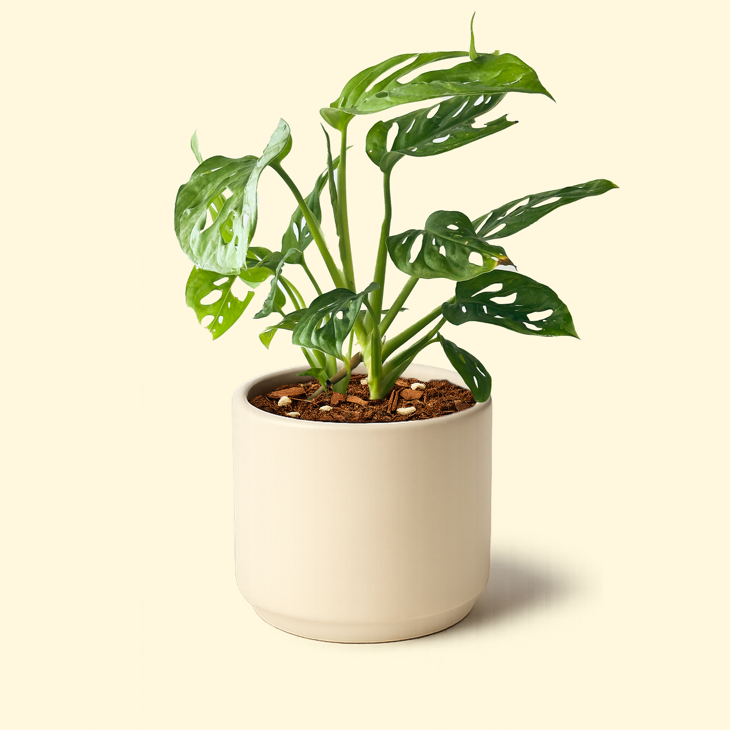 Monstera Adansonii 'Monkey Mask'