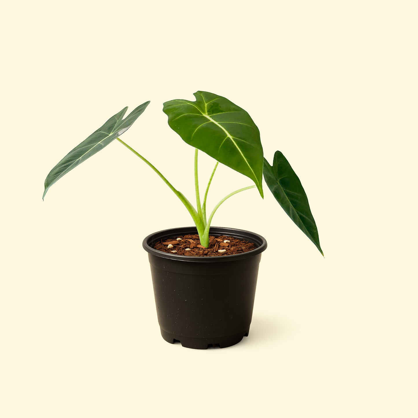 Alocasia Frydek