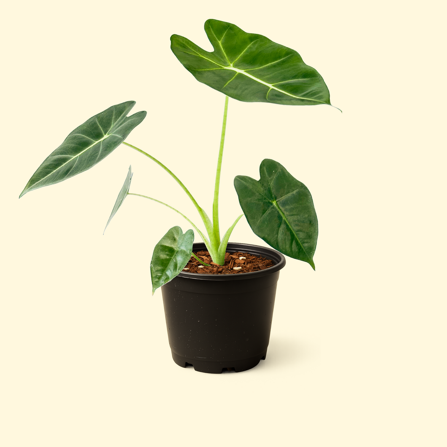 Alocasia Frydek