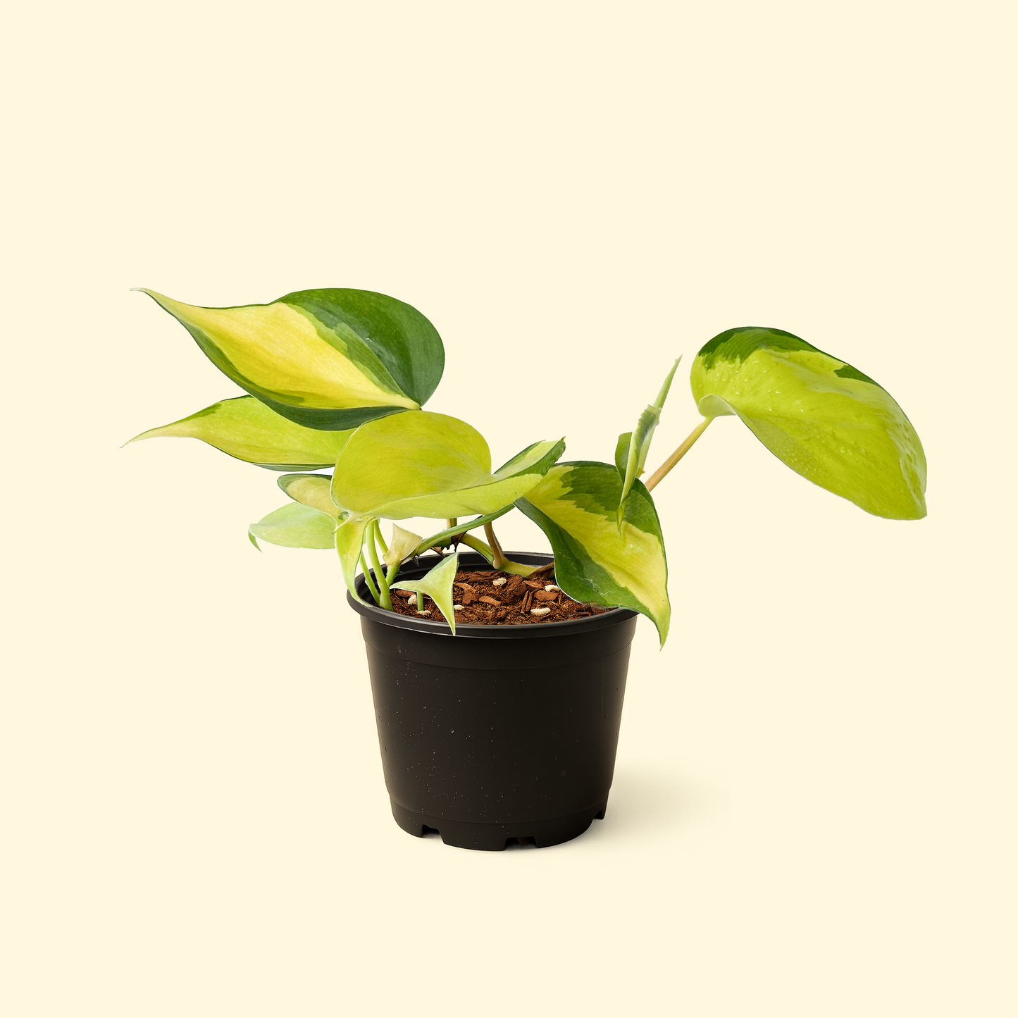 Philodendron Brasil