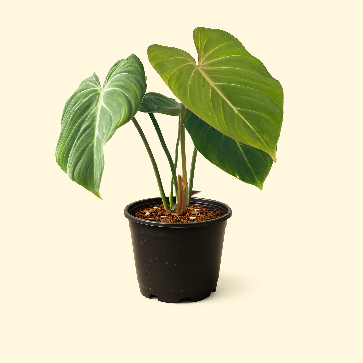 Philodendron Gloriosum
