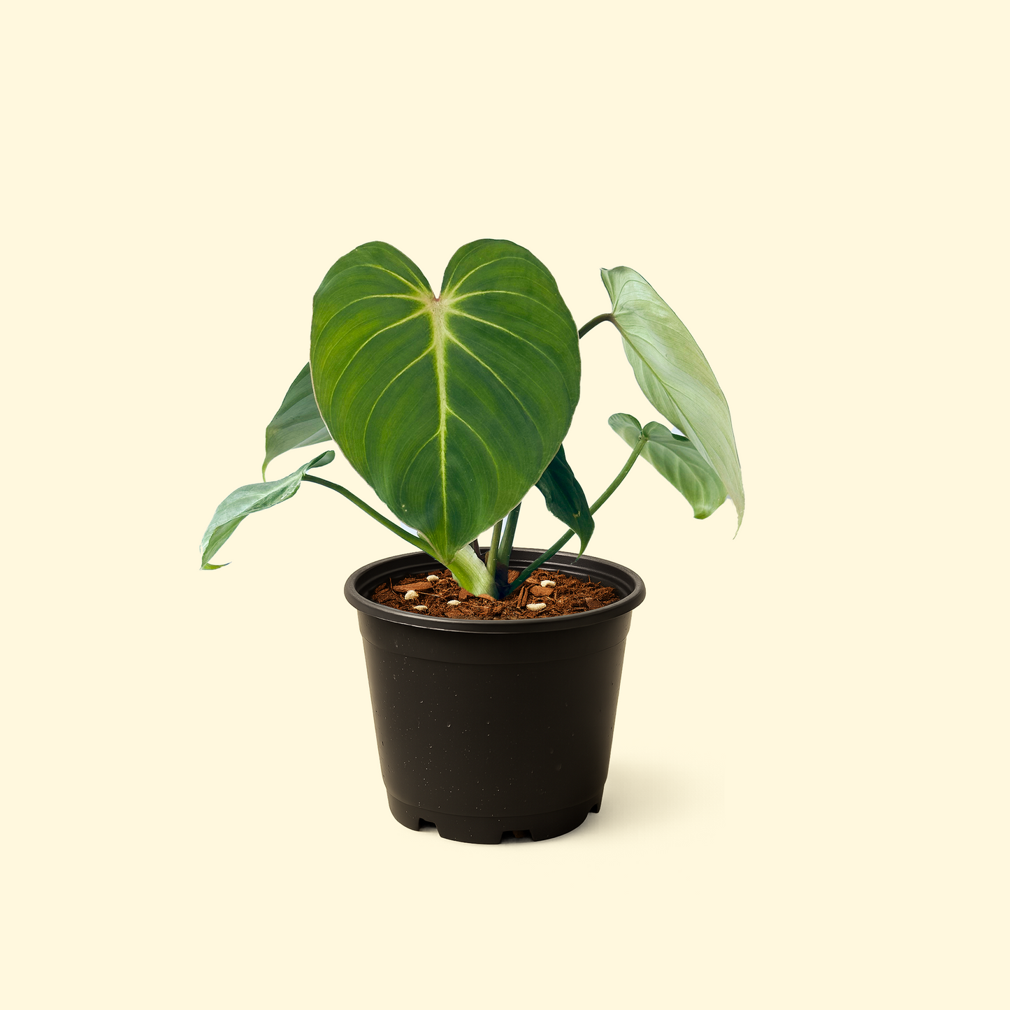 Philodendron Gloriosum