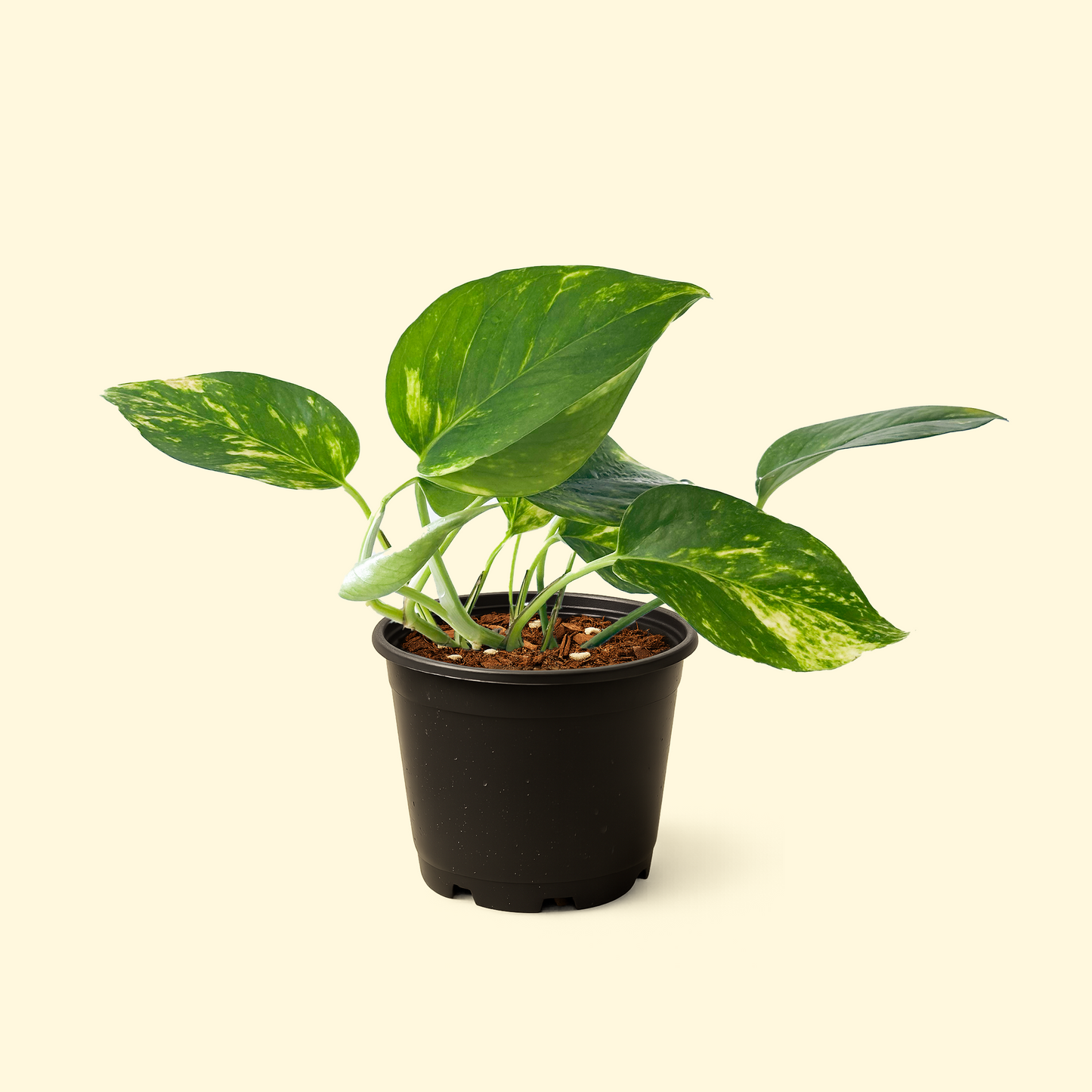 Epipremnum Aureum - 'Golden Pothos'