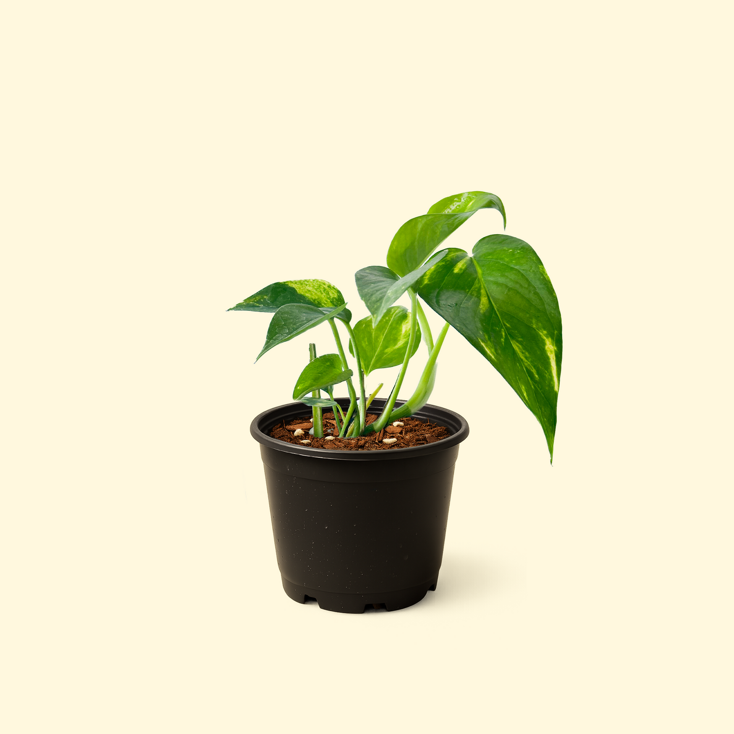 Epipremnum Aureum - 'Golden Pothos'