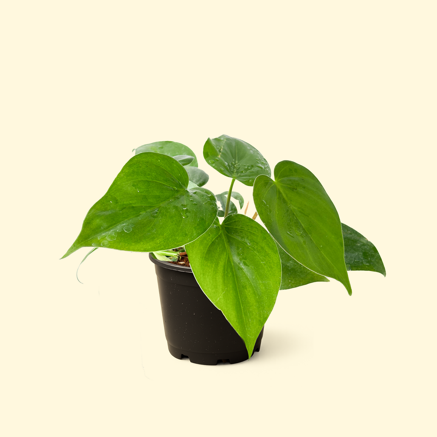 Philodendron Heartleaf