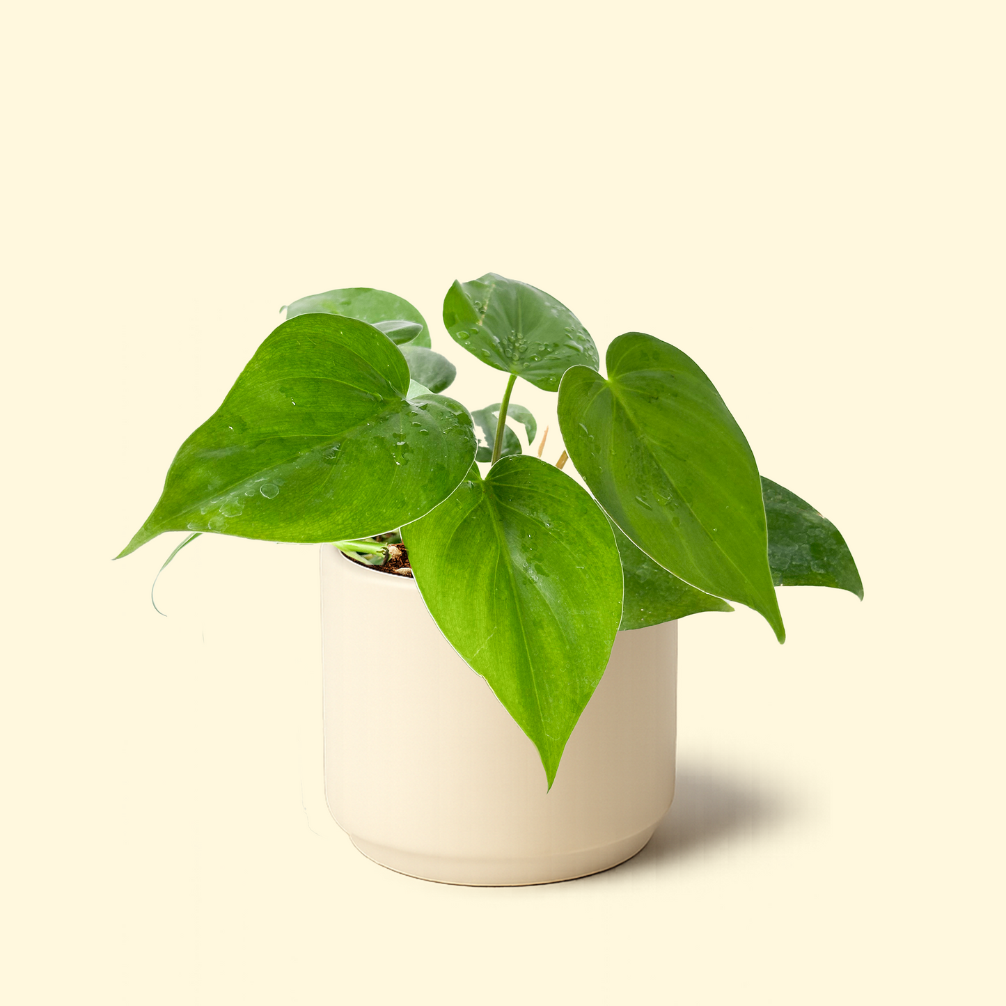 Philodendron Heartleaf