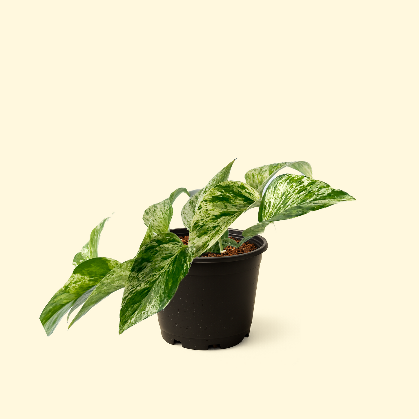 Epipremnum Aureum - 'Marble Queen Pothos'