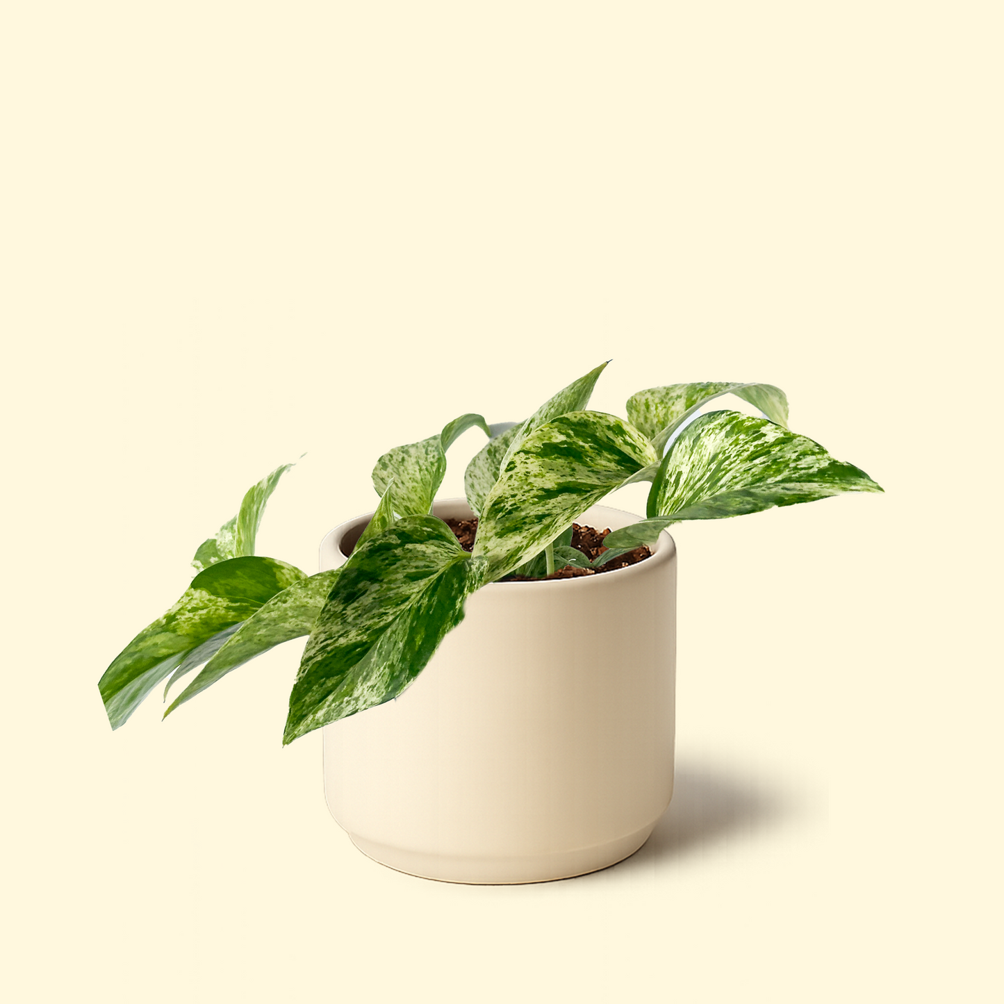 Epipremnum Aureum - 'Marble Queen Pothos'