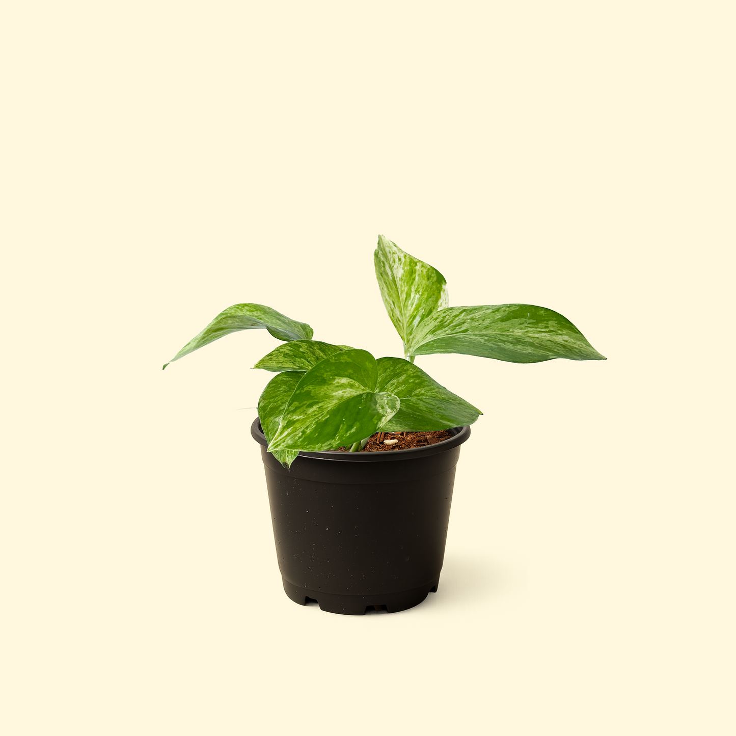 Epipremnum Aureum - 'Marble Queen Pothos'