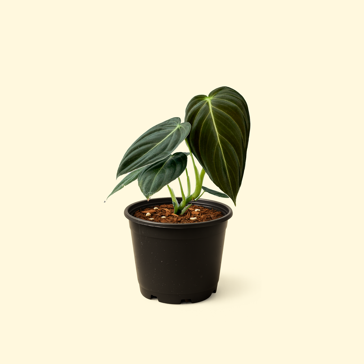Philodendron Melanochrysum