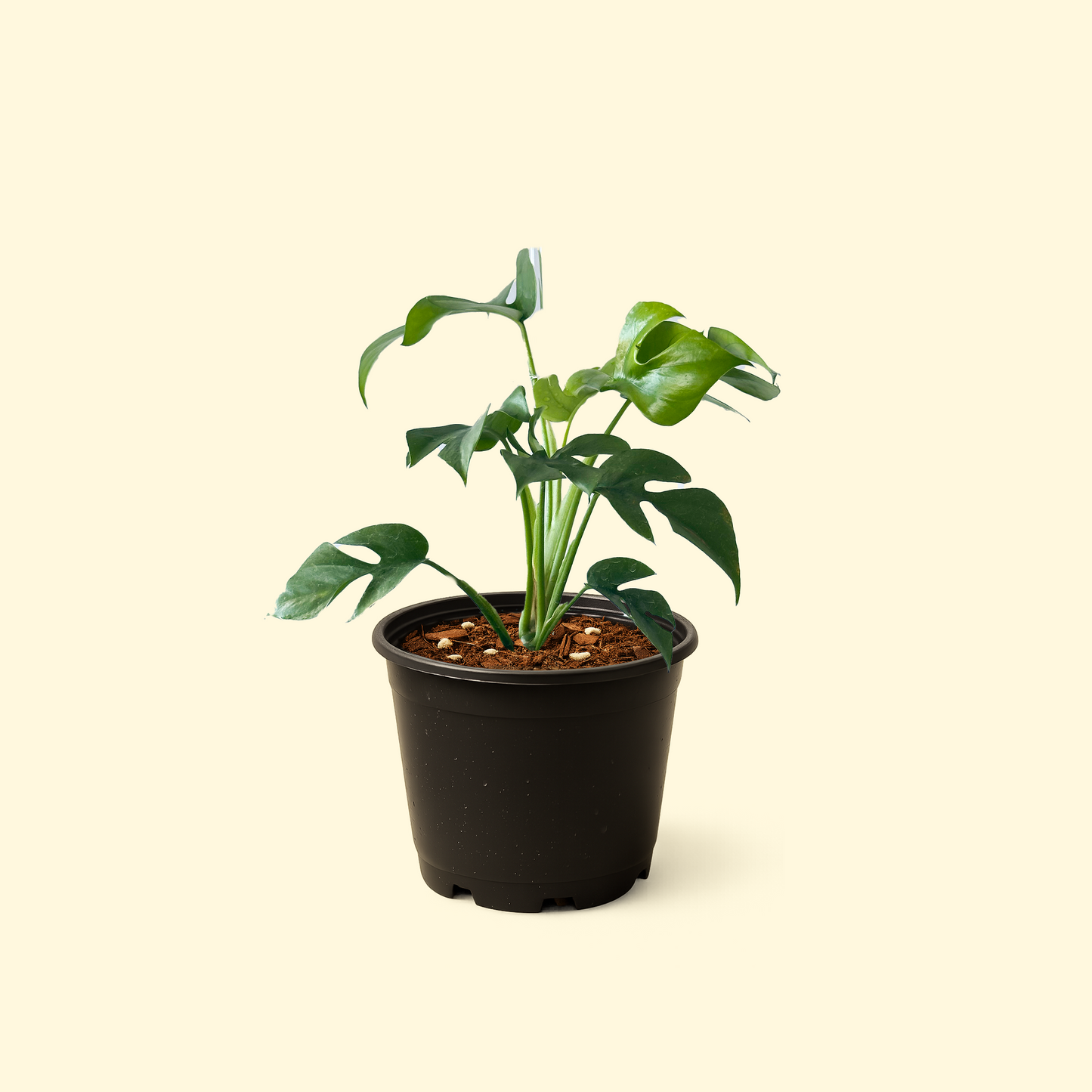 Monstera Minima