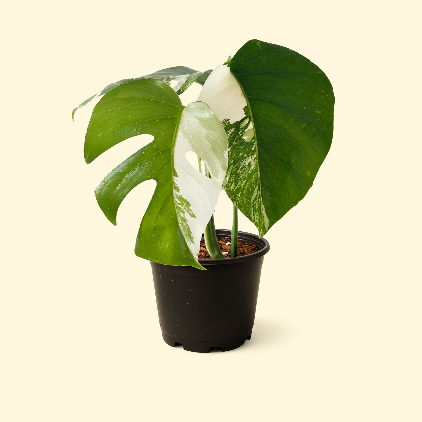 Monstera Albo