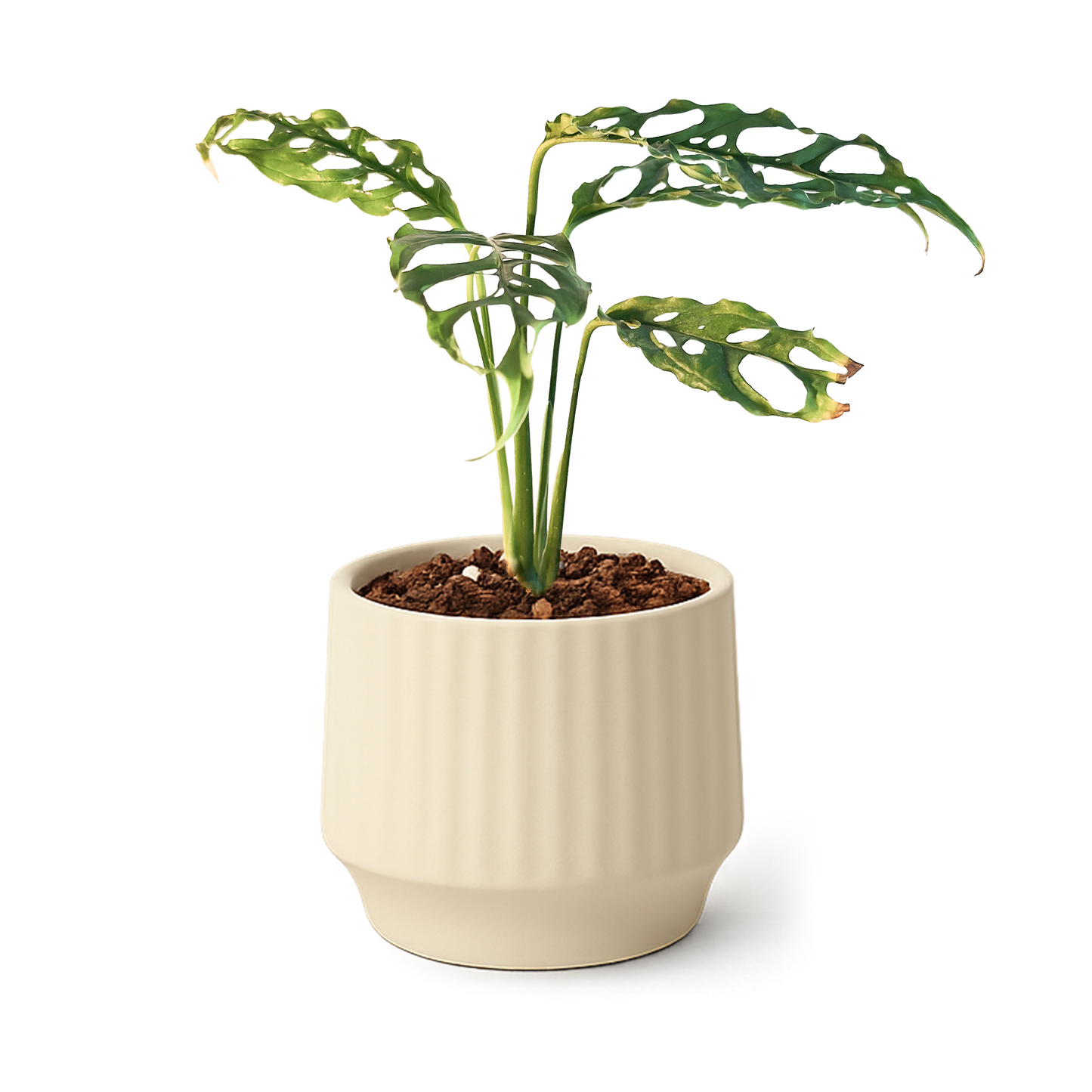 Monstera Obliqua Peru