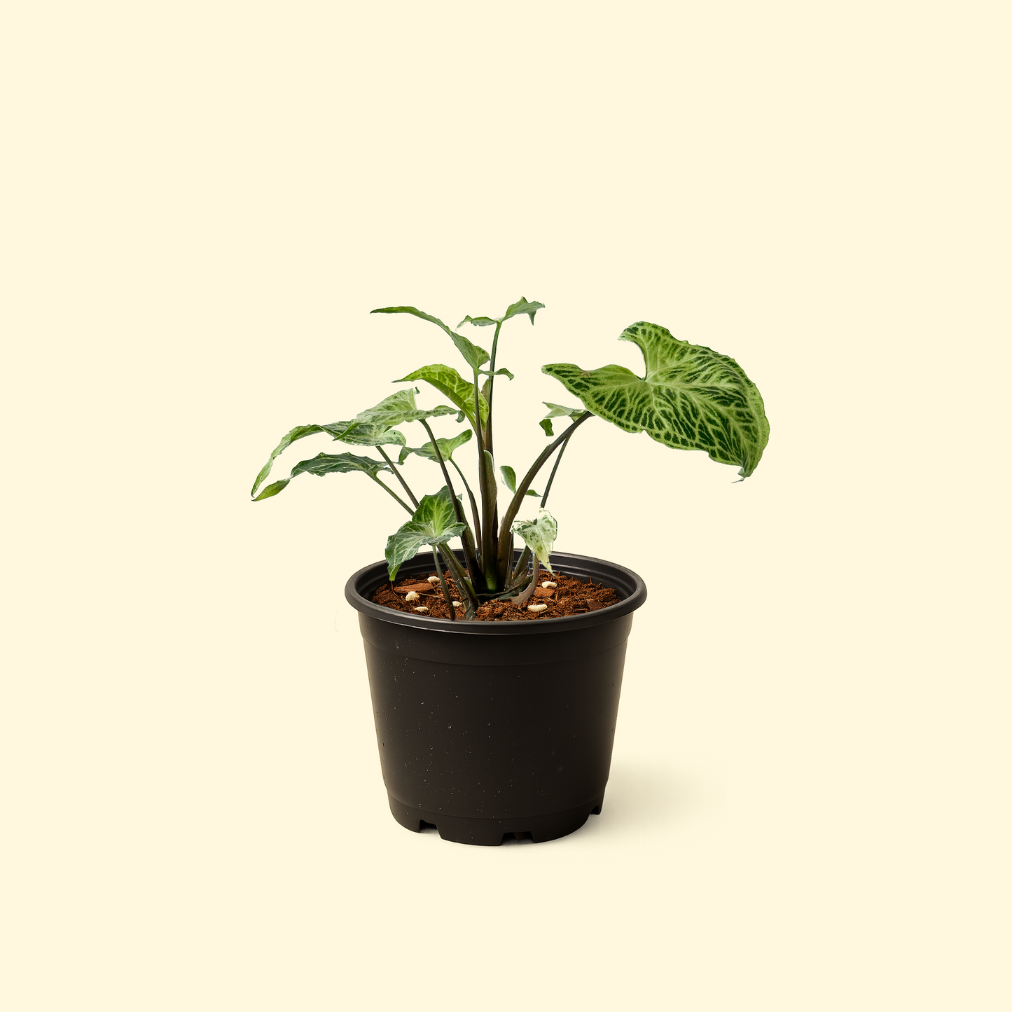 Syngonium Batik