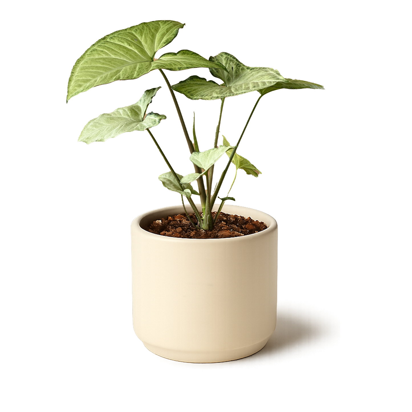 Syngonium White Butterfly