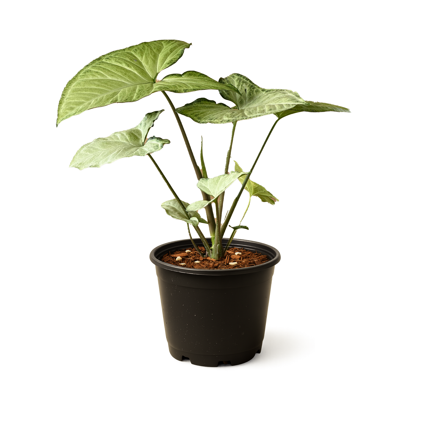 Syngonium White Butterfly