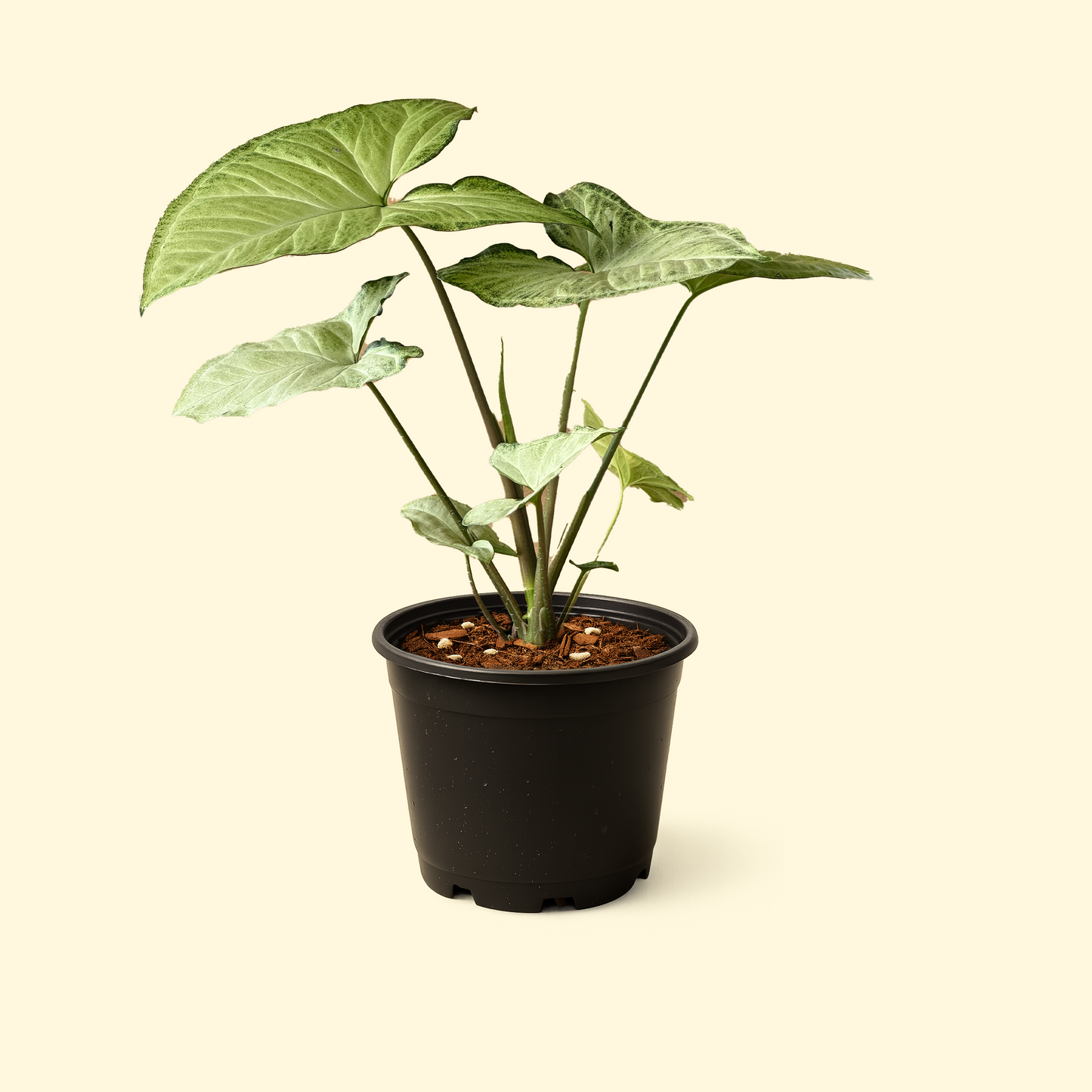 Syngonium White Butterfly