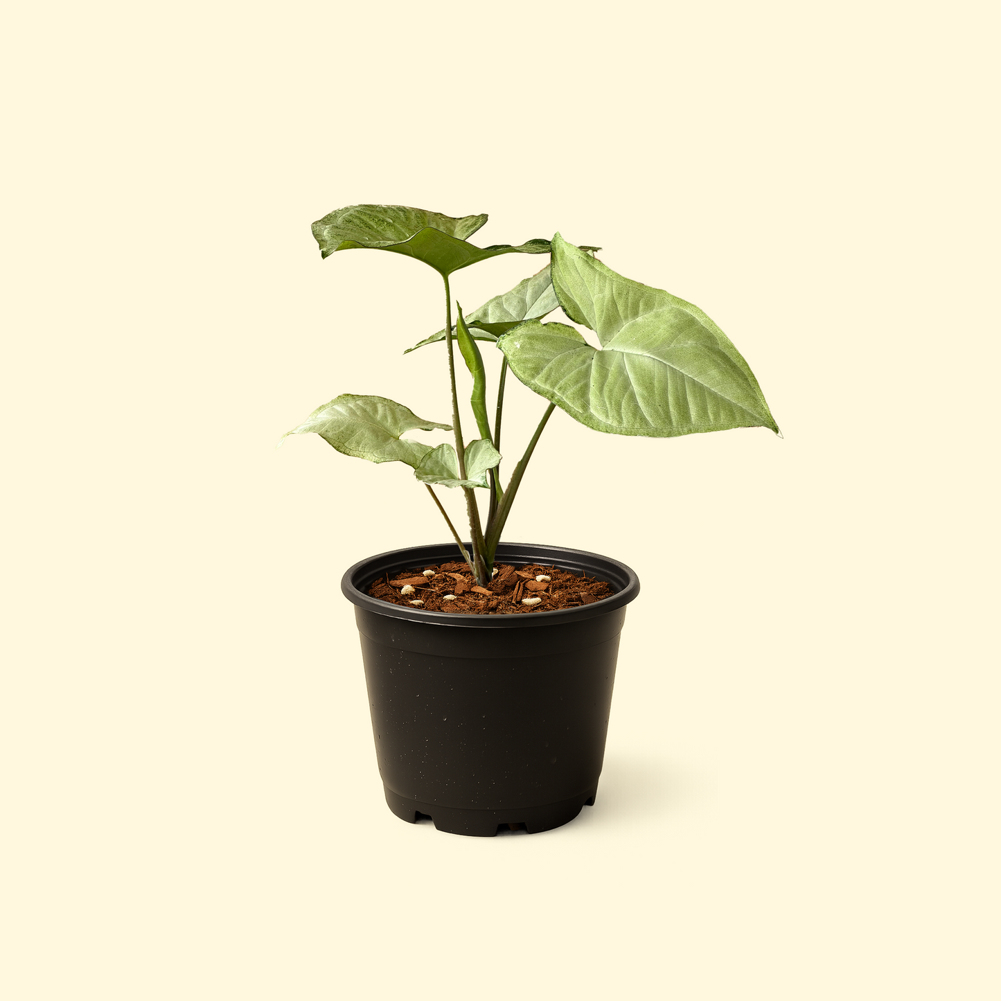Syngonium White Butterfly