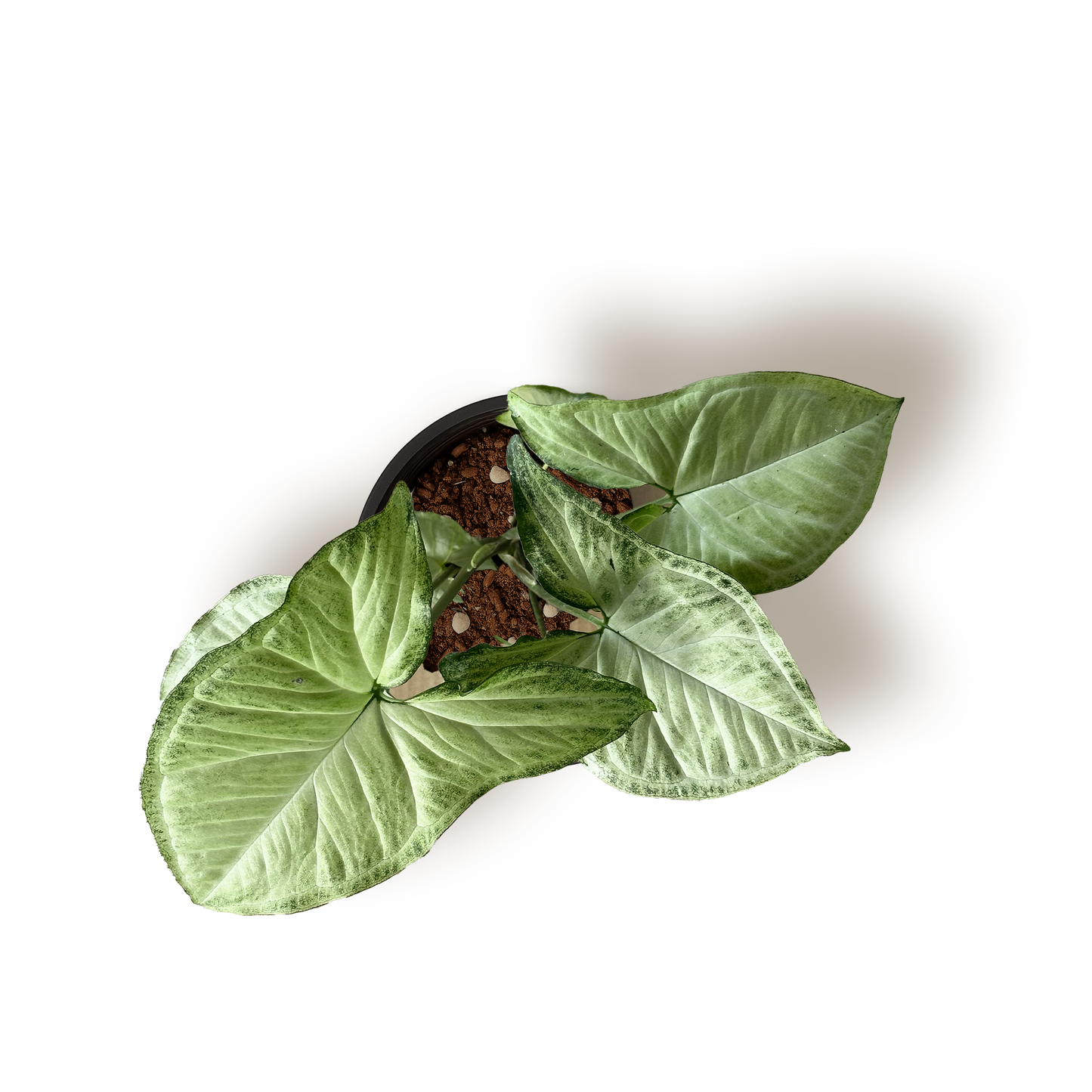 Syngonium White Butterfly