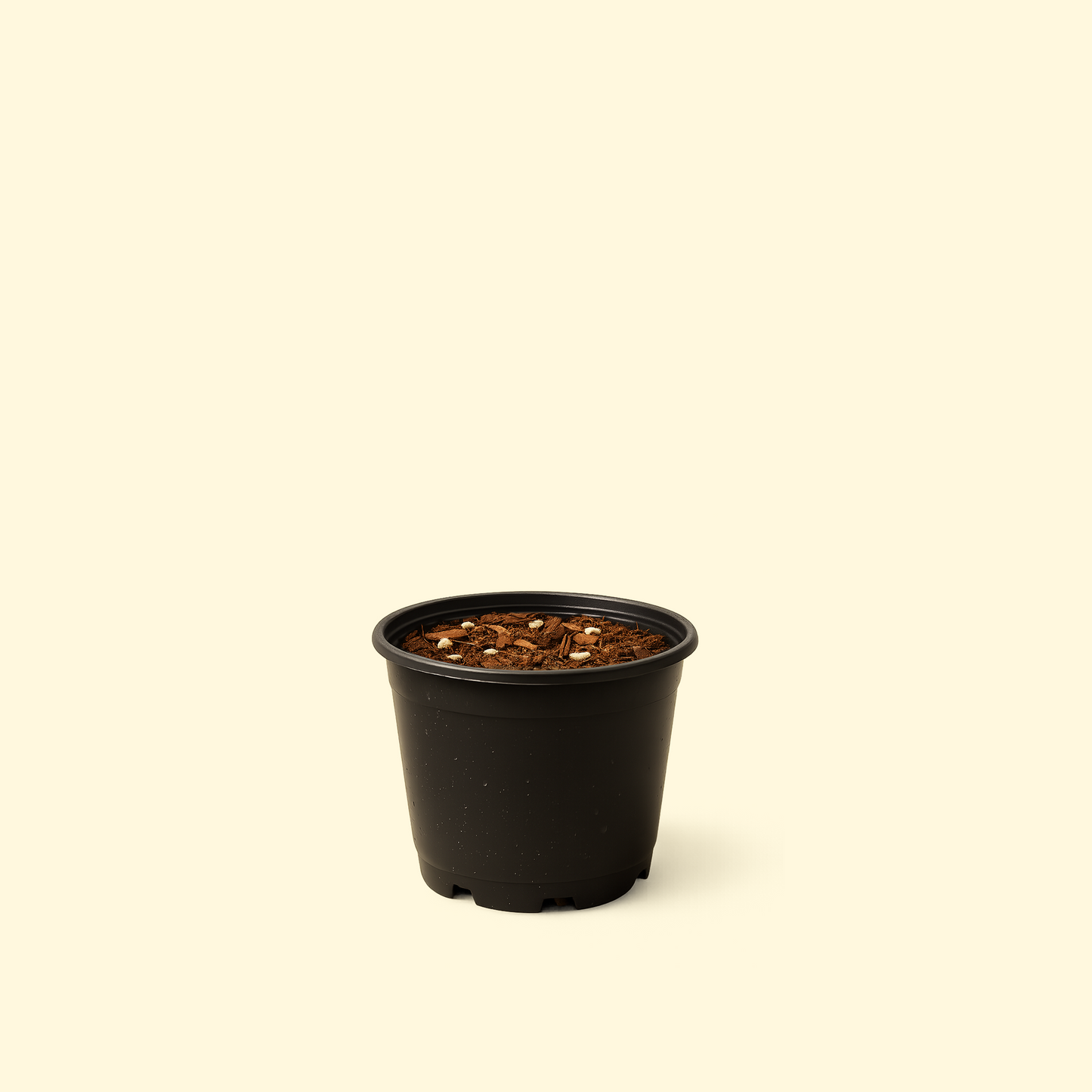 Philodendron Verrucosum