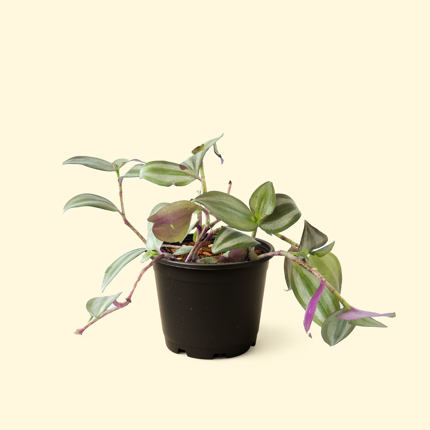 Tradescantia Zebrina