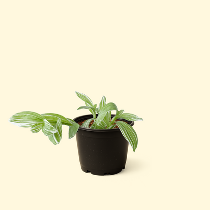 Tradescantia Albiflora Variegata