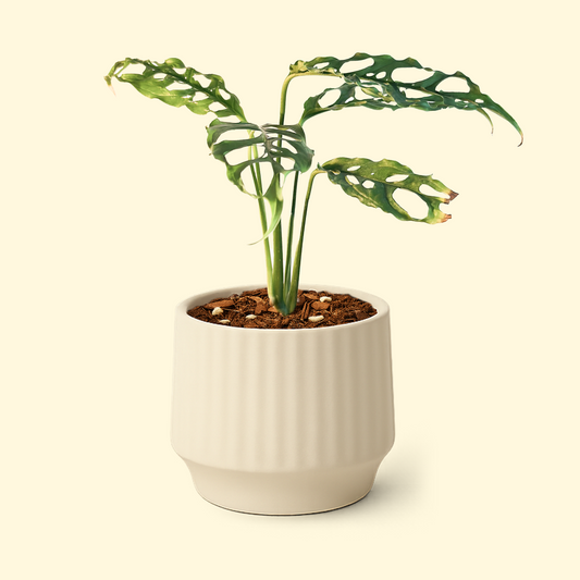 Monstera Obliqua Peru