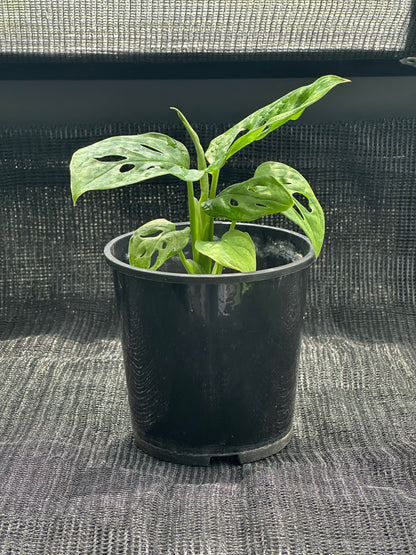 Monstera Adansonii 'Monkey Mask'